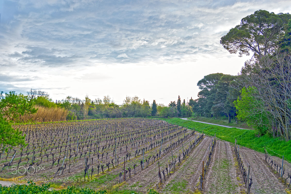 Nikon D7100 sample photo. Vineyard in spring photography