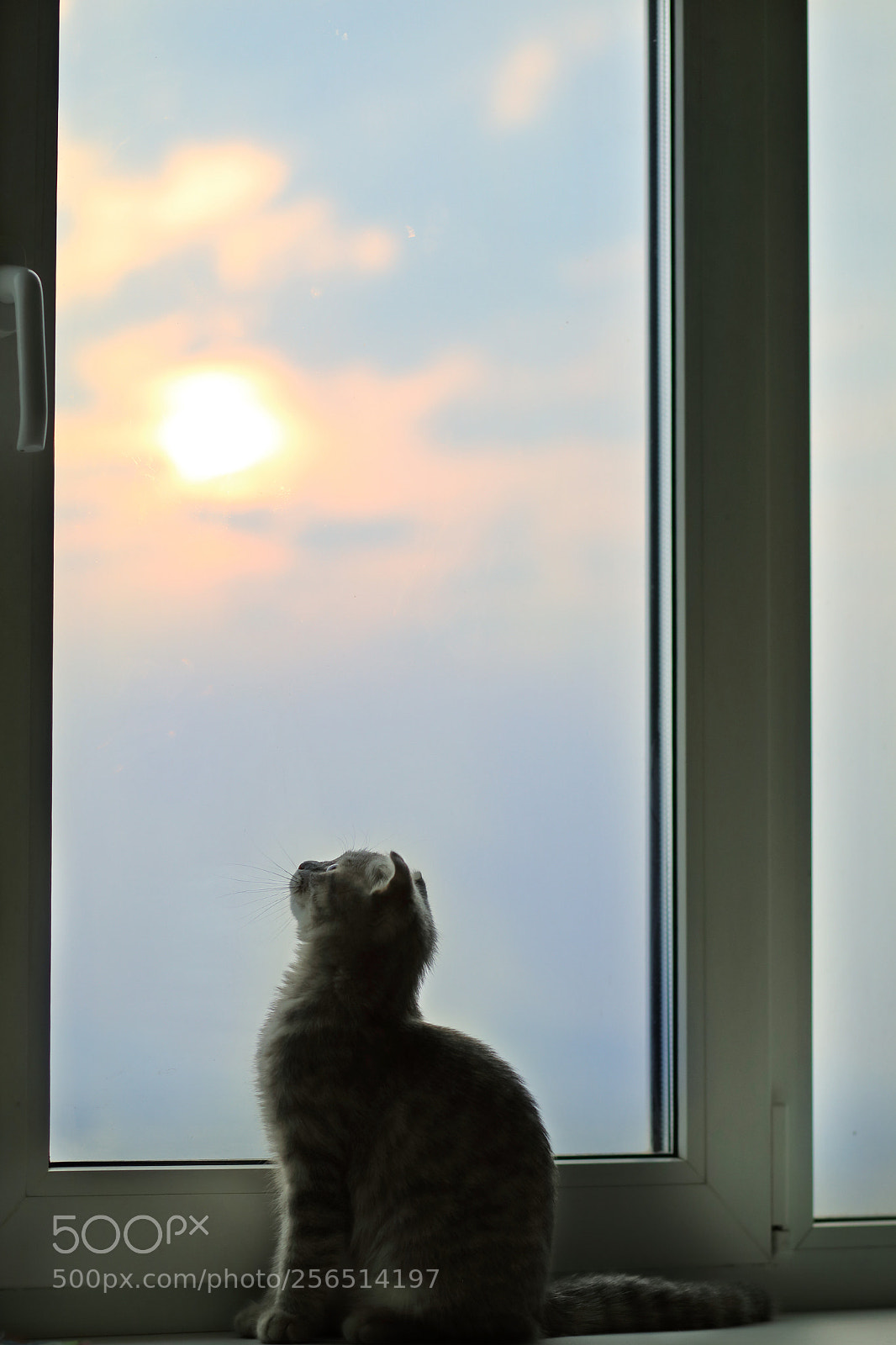 Canon EOS 5D Mark IV sample photo. My cat. photography