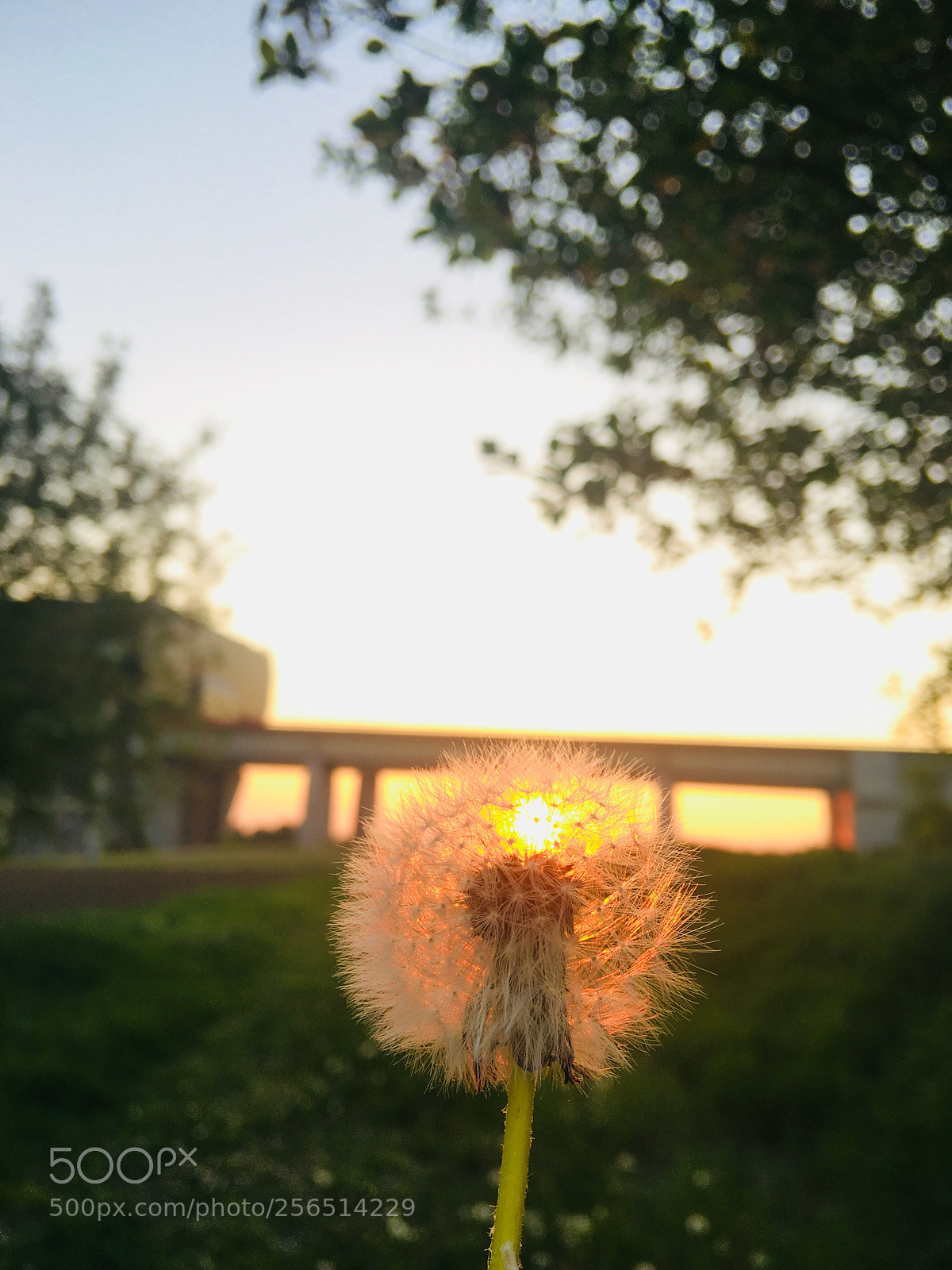 Apple iPhone 6s Plus sample photo. Untitled photography