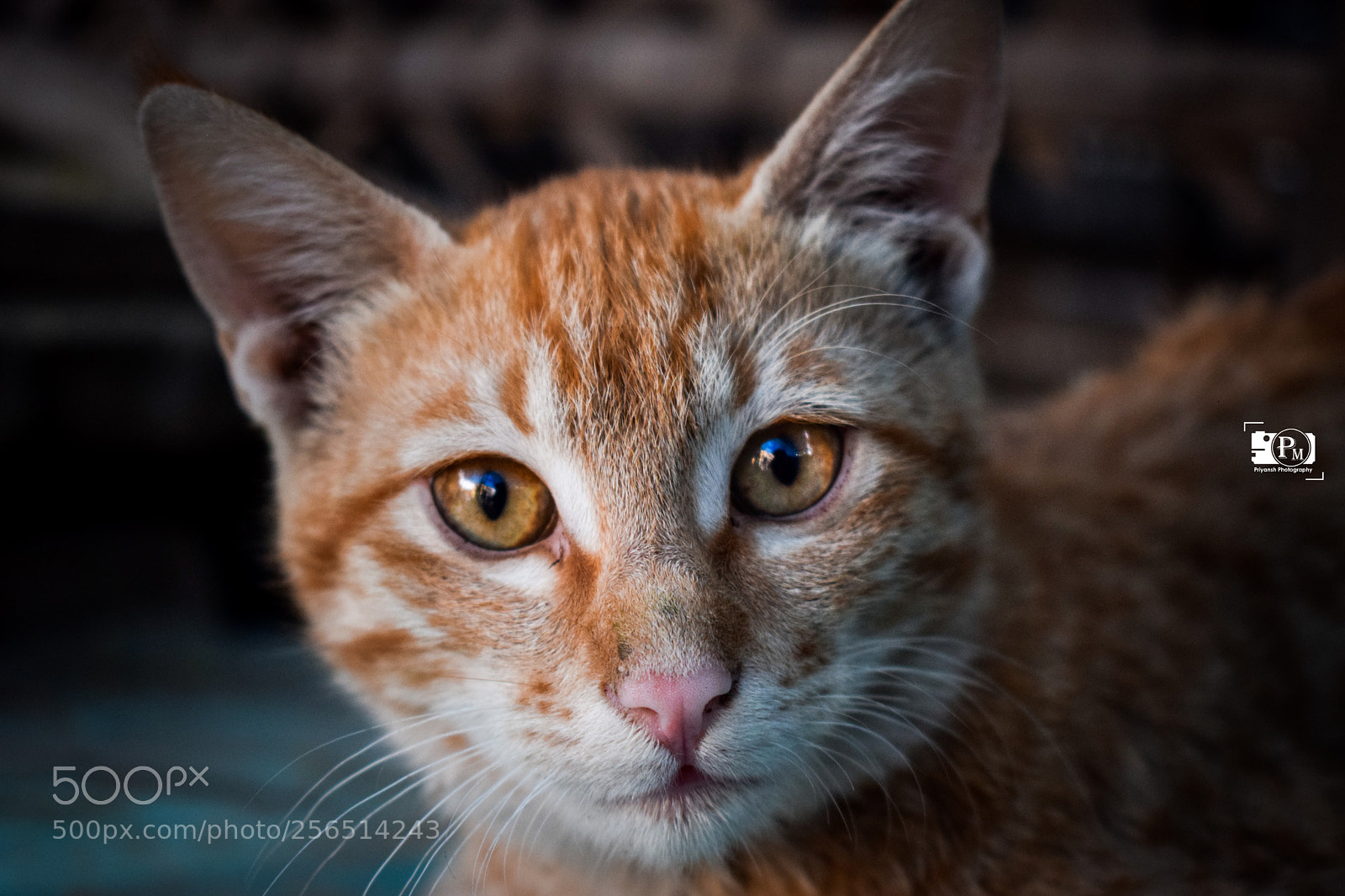 Nikon D3300 sample photo. Animal photography photography
