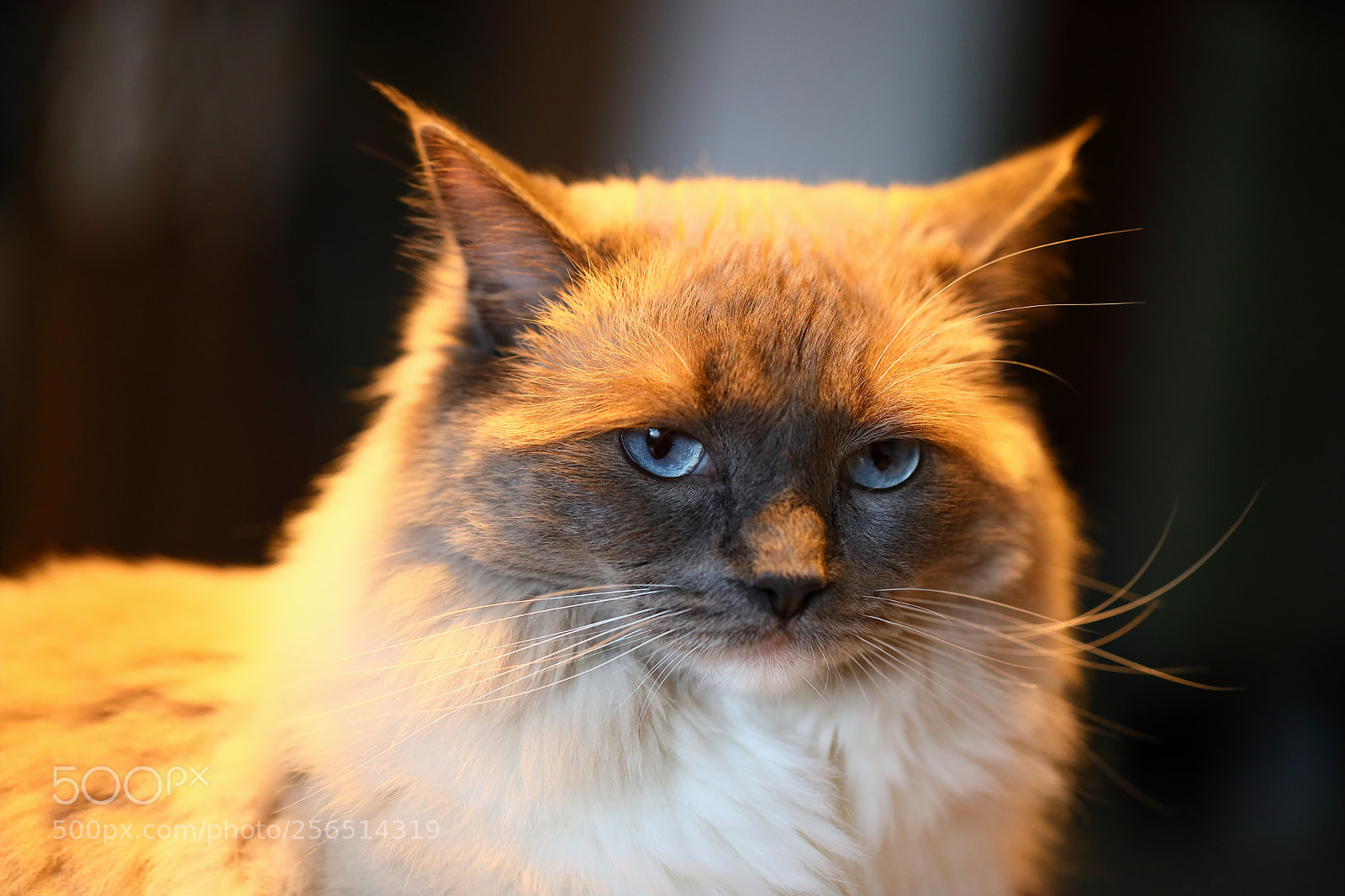 Canon EOS 5D Mark IV sample photo. Bella photography