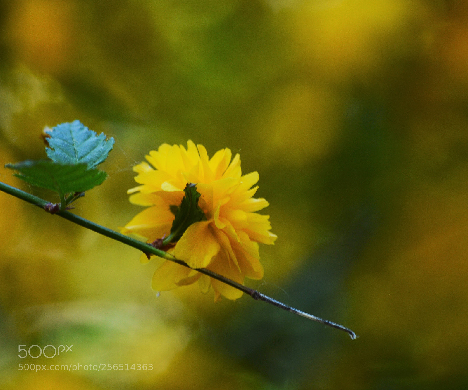 Nikon D3200 sample photo. Untitled photography
