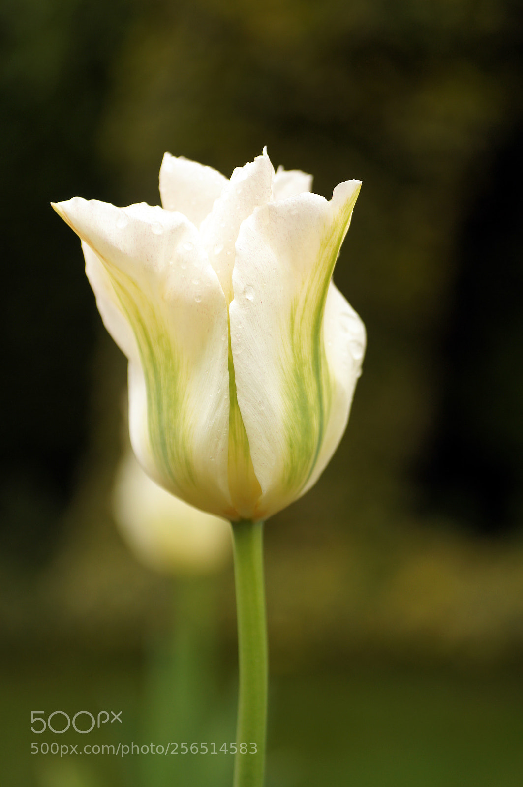 Sony SLT-A55 (SLT-A55V) sample photo. Tulip photography