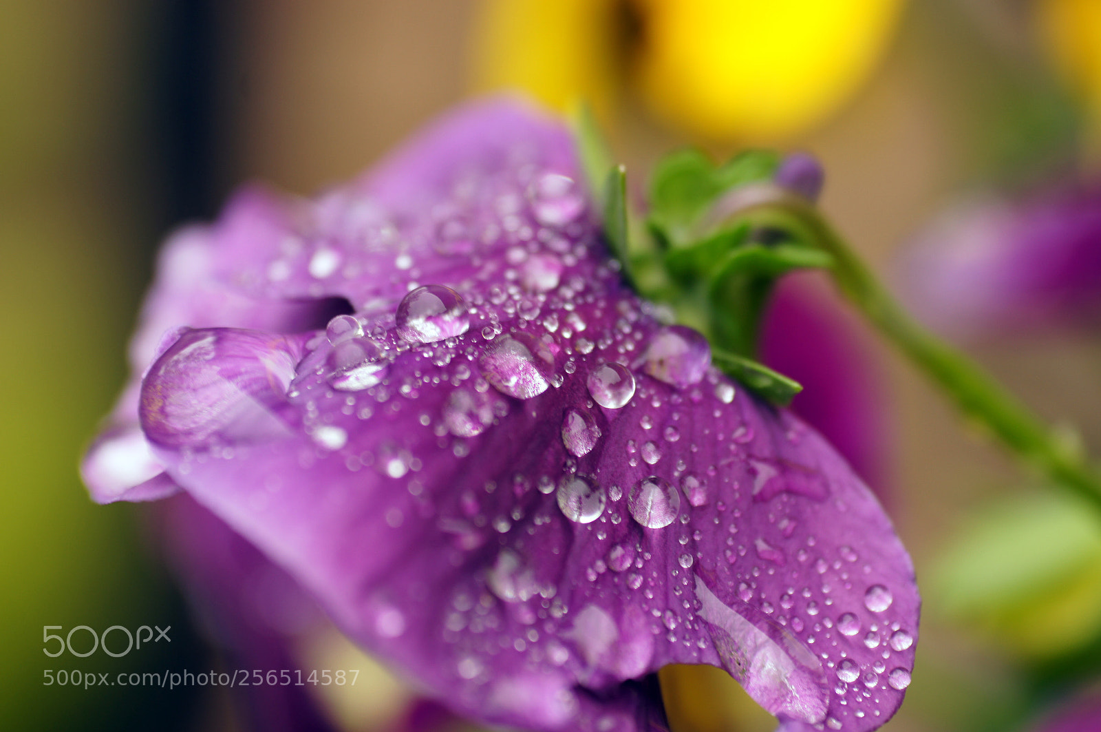 Sony SLT-A55 (SLT-A55V) sample photo. Morning dew photography