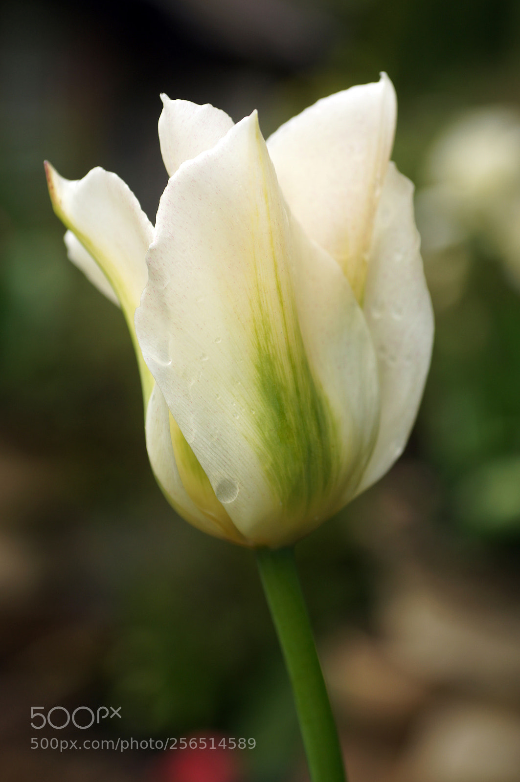 Sony SLT-A55 (SLT-A55V) sample photo. Tulip photography