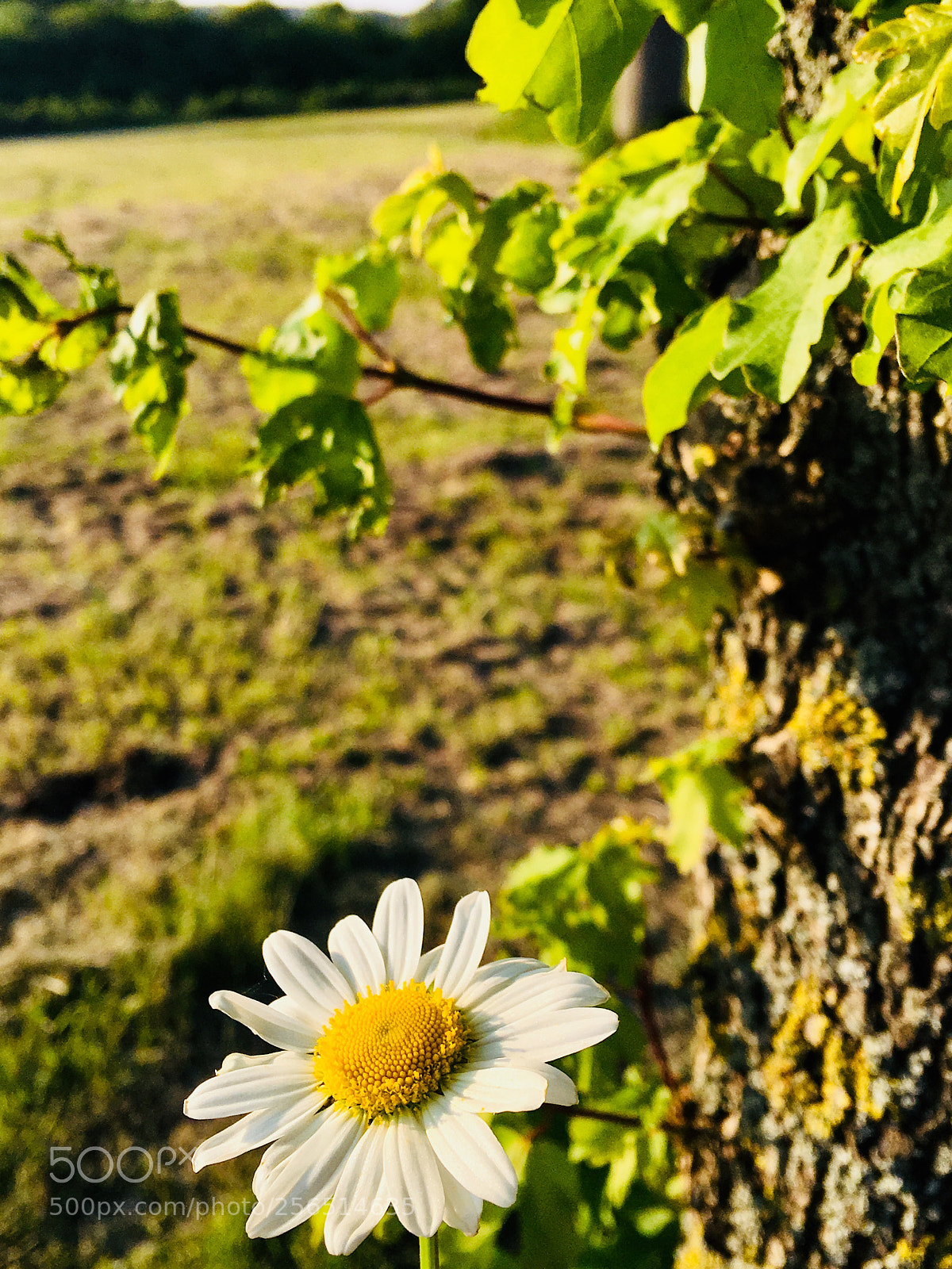 Apple iPhone 6s Plus sample photo. Untitled photography