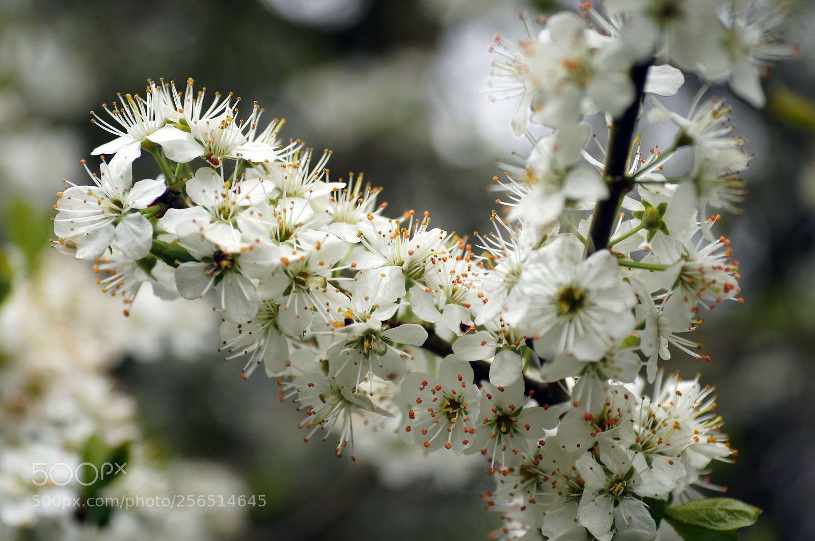 Sony SLT-A55 (SLT-A55V) sample photo. Cherry blossom photography