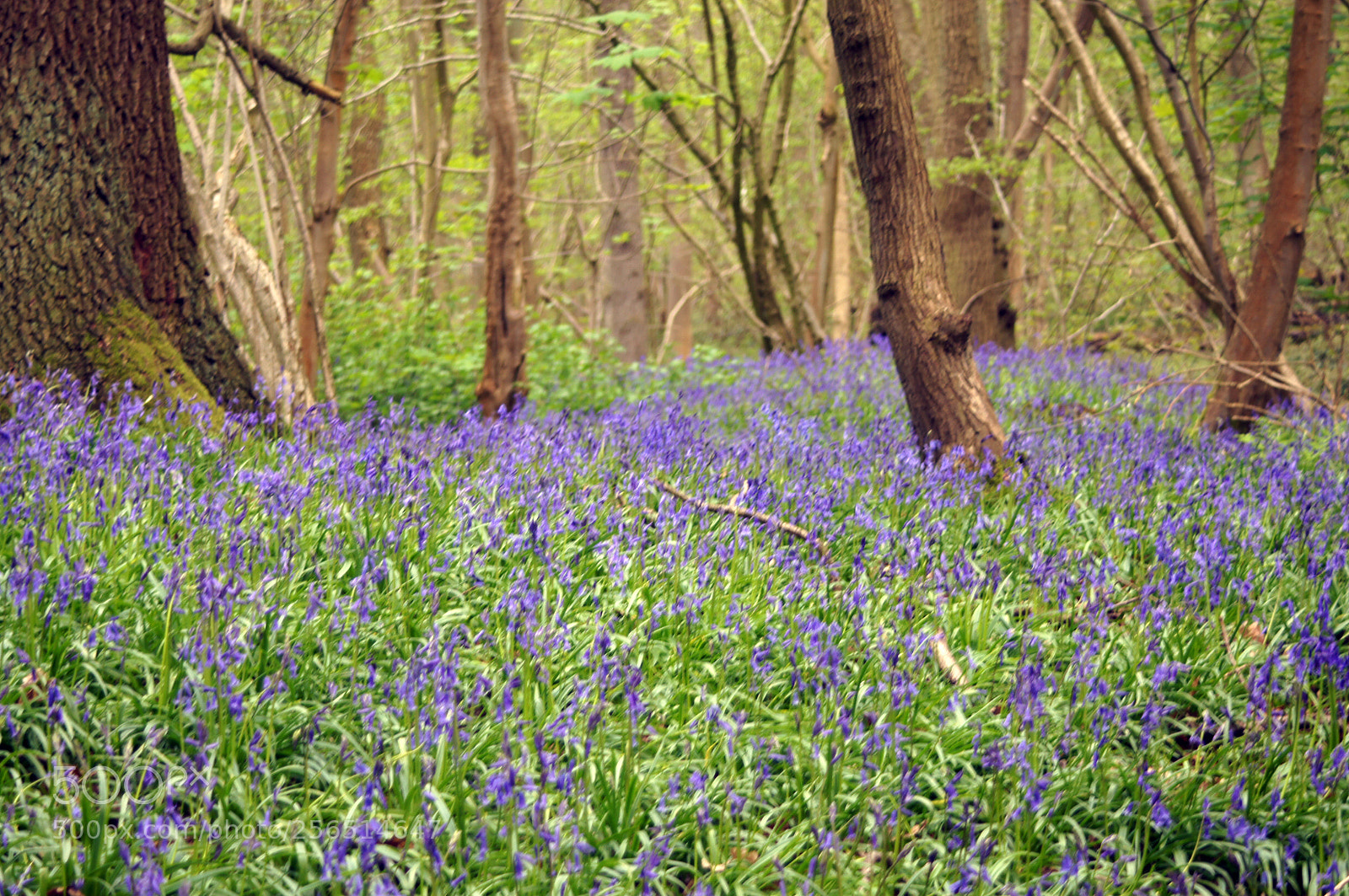 Sony SLT-A55 (SLT-A55V) sample photo. Bluebells photography