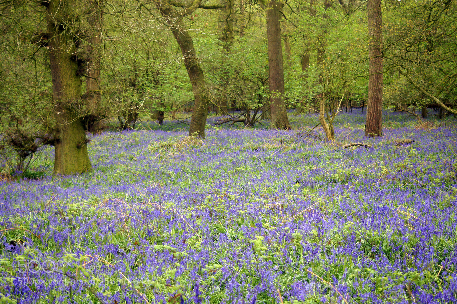 Sony SLT-A55 (SLT-A55V) sample photo. Bluebells photography