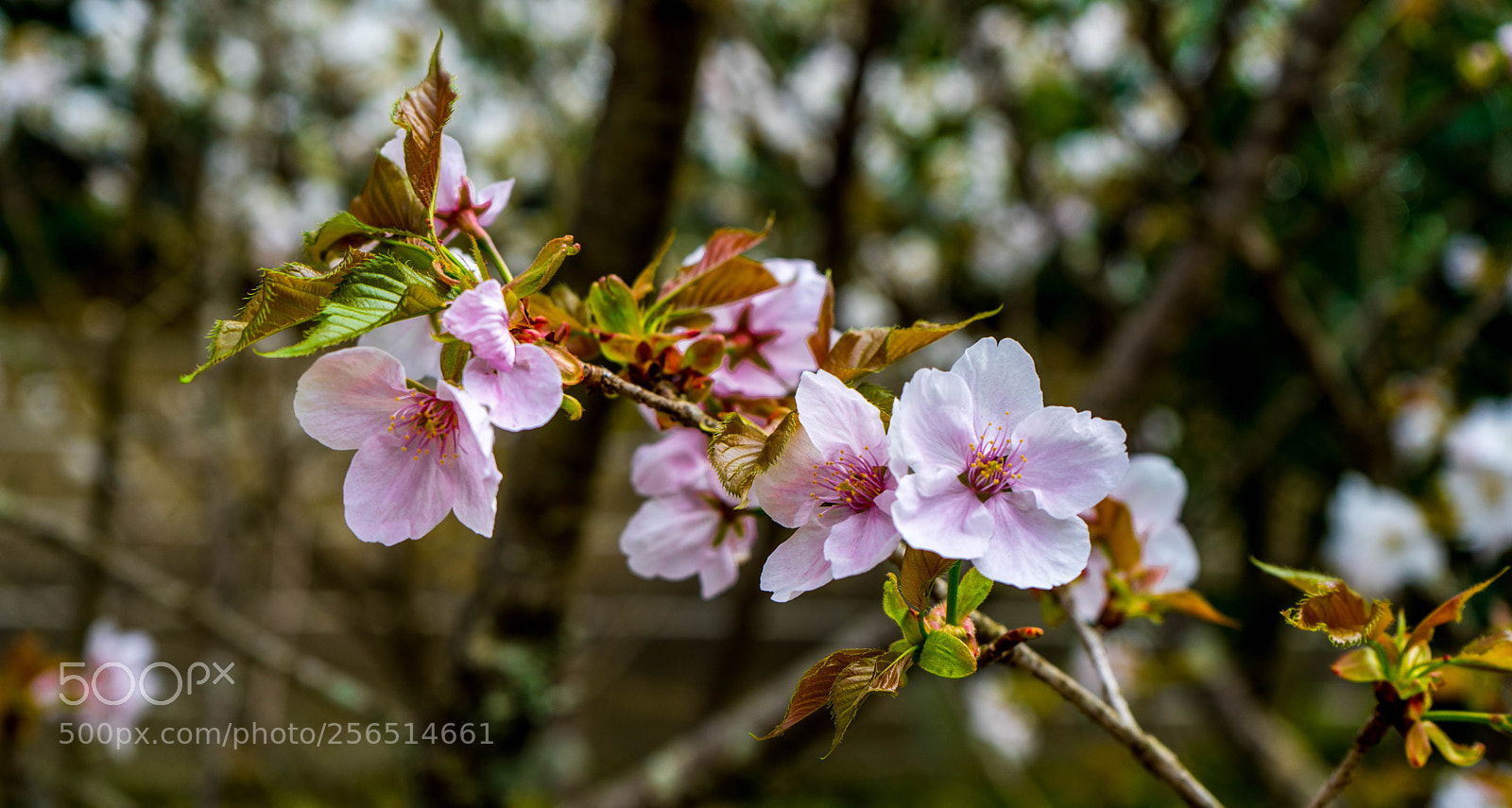 Sony a7 sample photo. Cherry blossoms in bloom photography