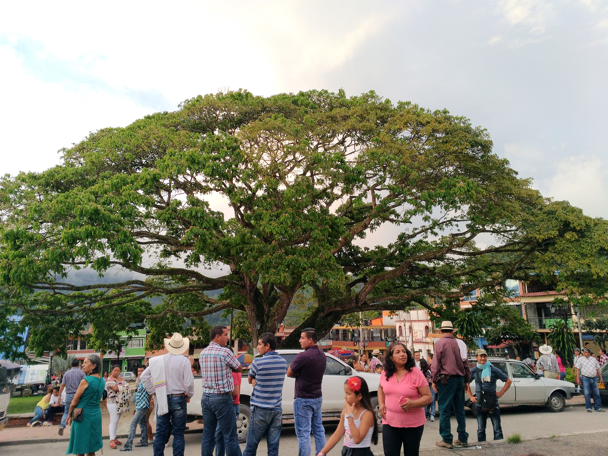ASUS ZenFone 3 Laser (ZC551KL) sample photo. The big tree photography