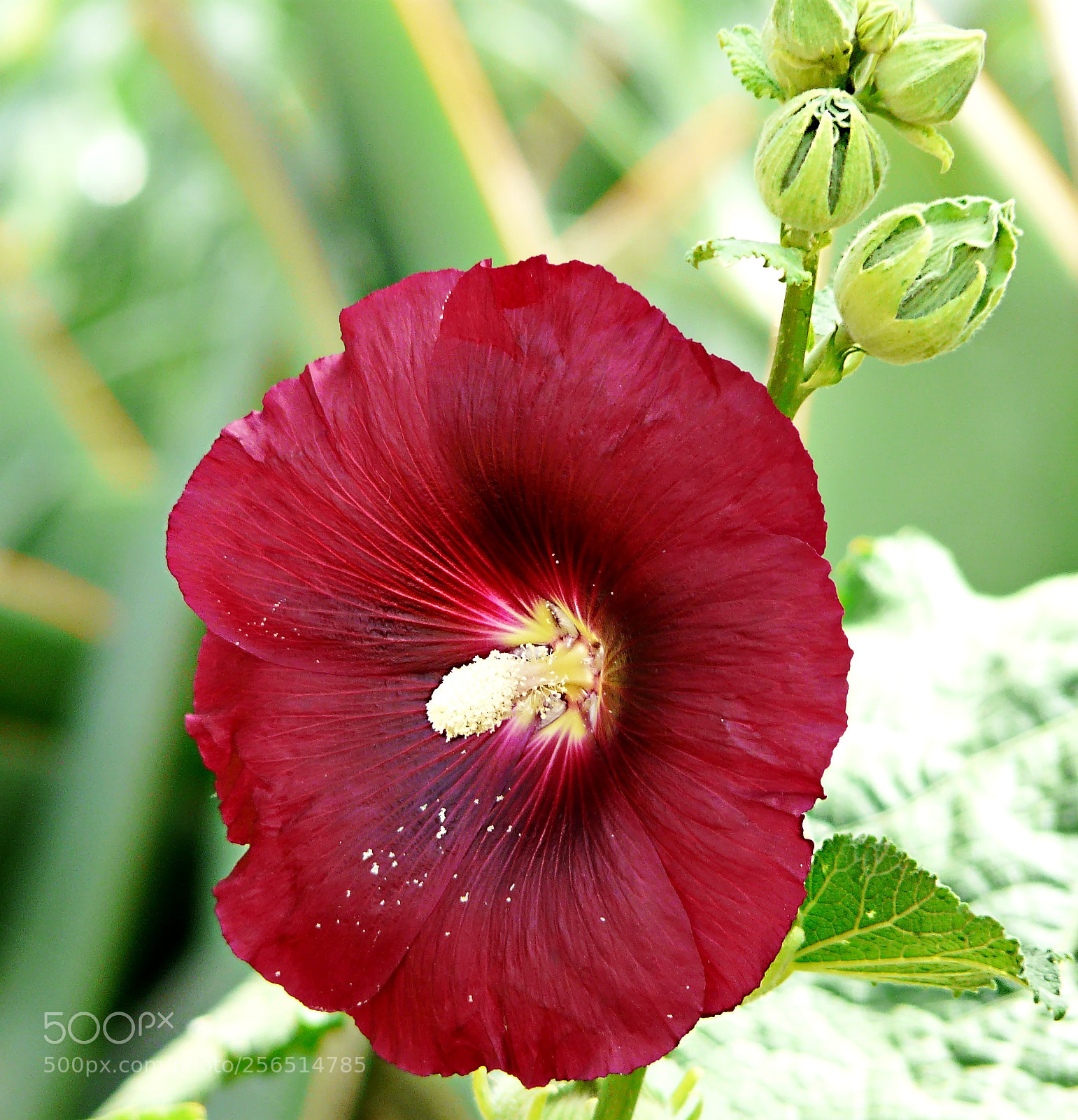 Panasonic DMC-FZ18 sample photo. Alcea rosea... photography