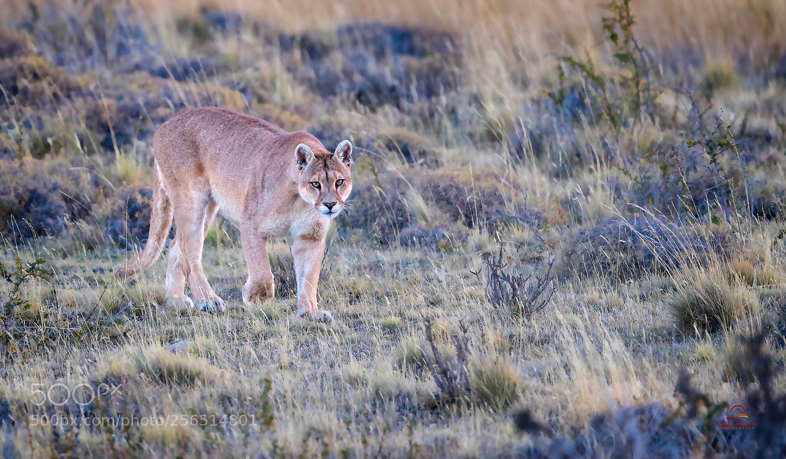 Nikon D5 sample photo. Intense but wary wild photography