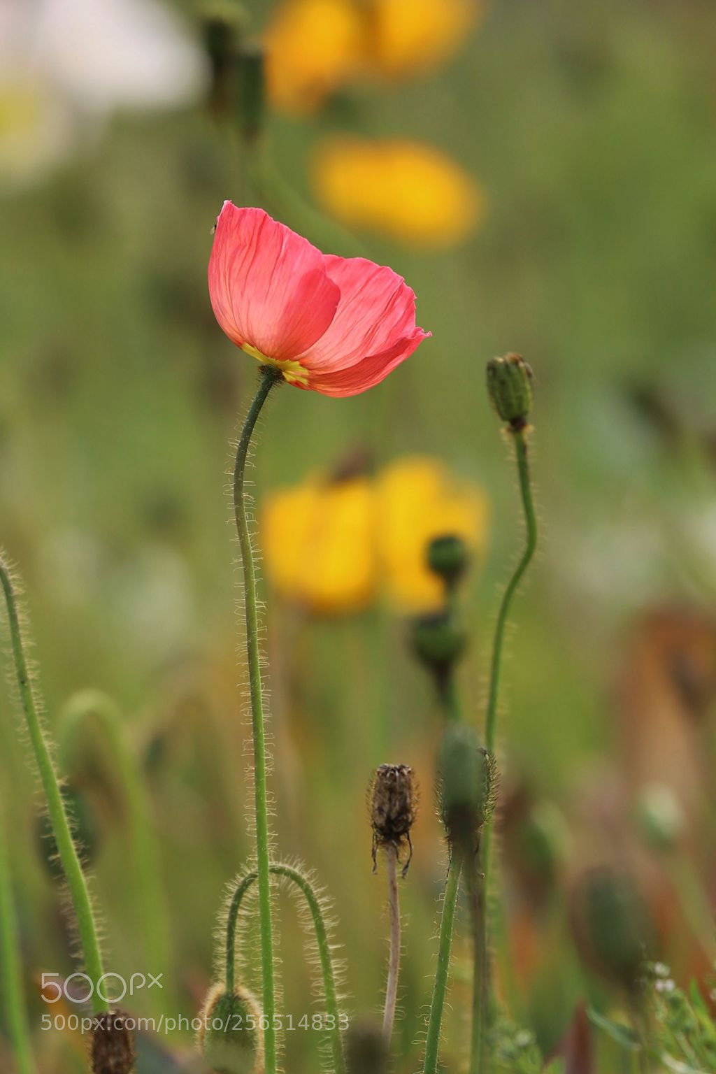 Canon EOS 6D Mark II sample photo. Untitled photography