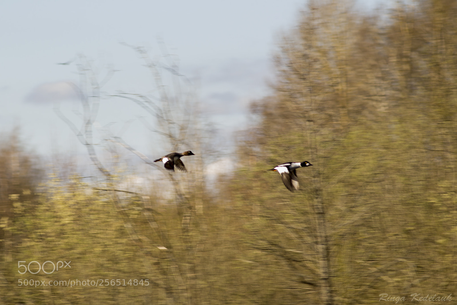 Nikon D3100 sample photo. Common goldeneye photography