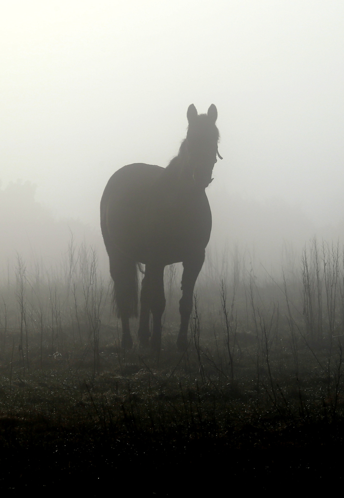 Canon EF 70-200mm F4L IS USM sample photo. Horse photography