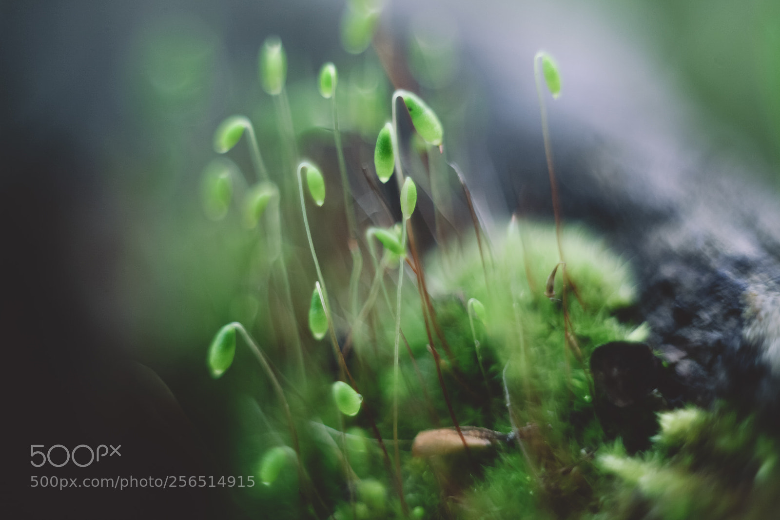 Canon EOS 5D Mark II sample photo. * photography
