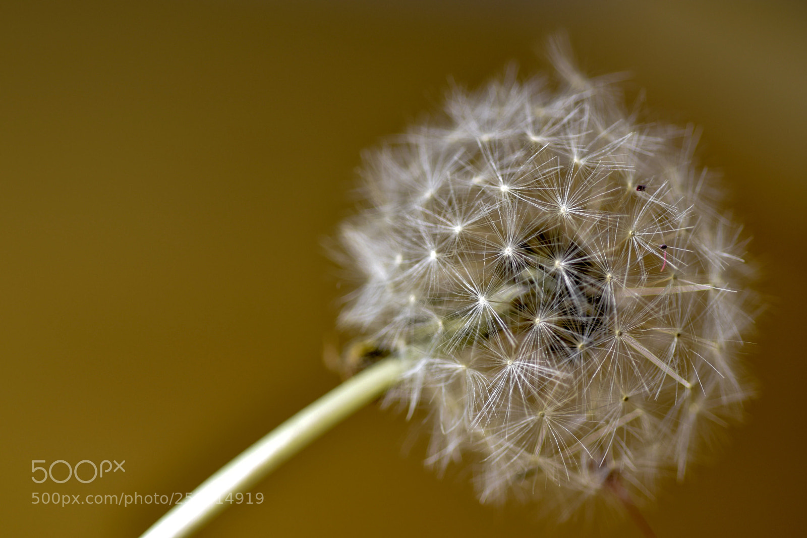 Nikon D5500 sample photo. Untitled photography