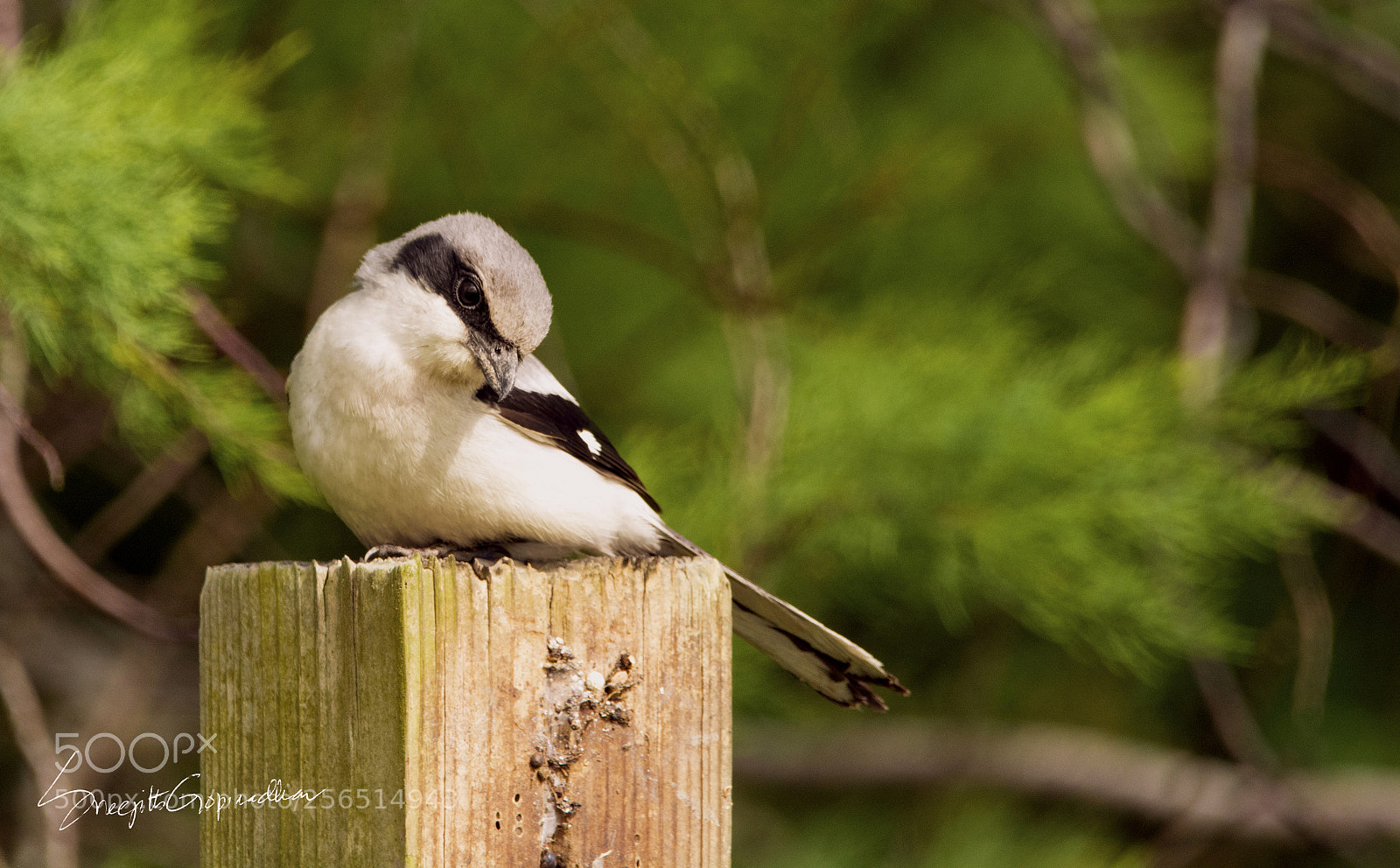 Nikon D7100 sample photo. Shrike! photography