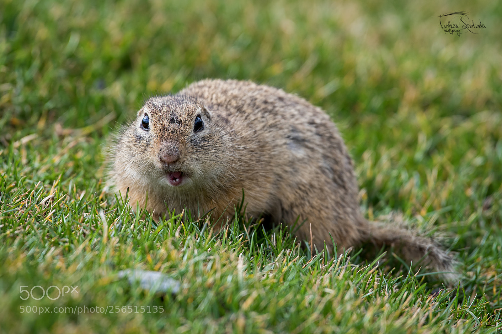 Nikon D750 sample photo. The european ground squirrel photography