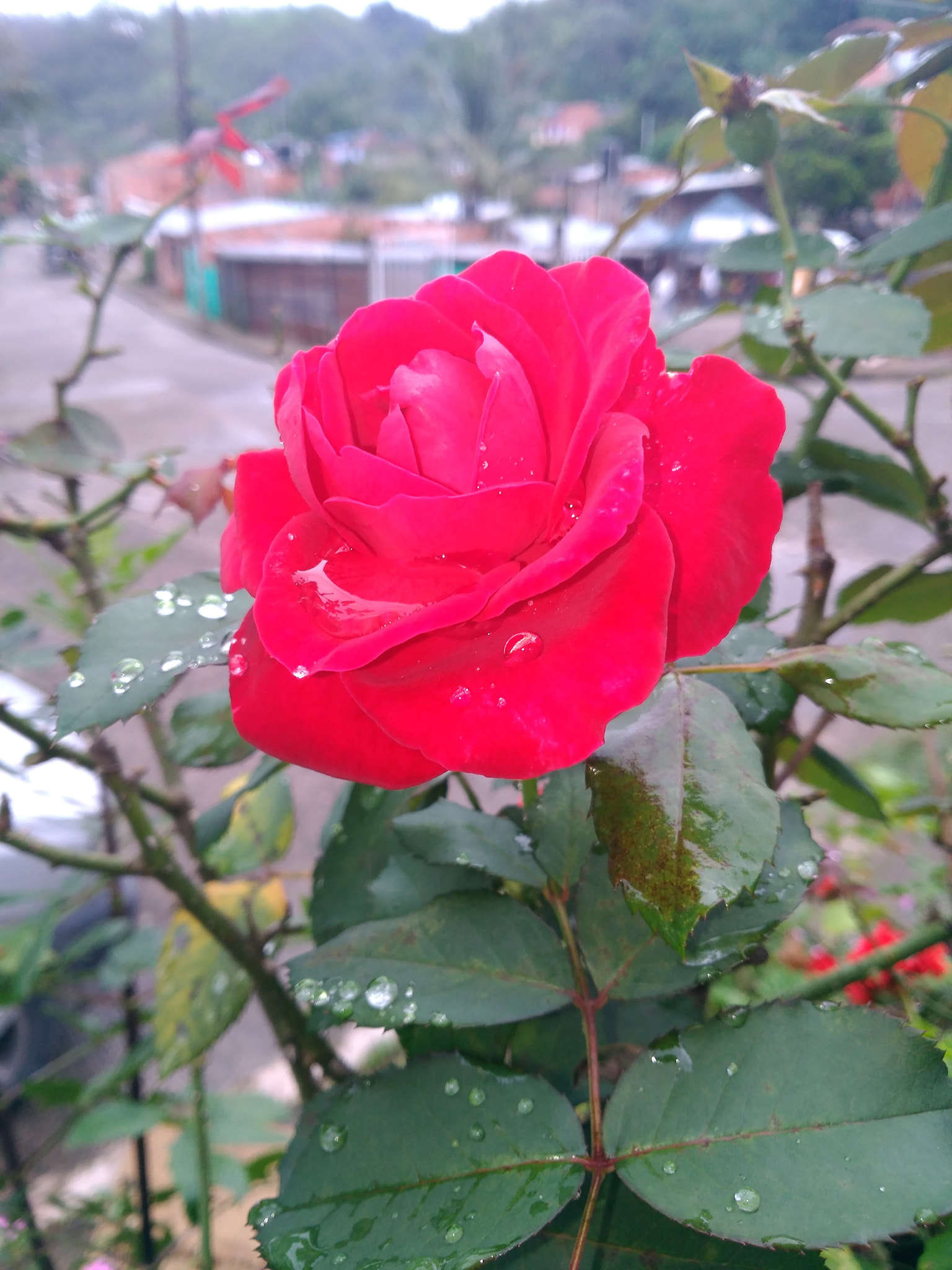 ASUS ZenFone 3 Laser (ZC551KL) sample photo. Red rose photography