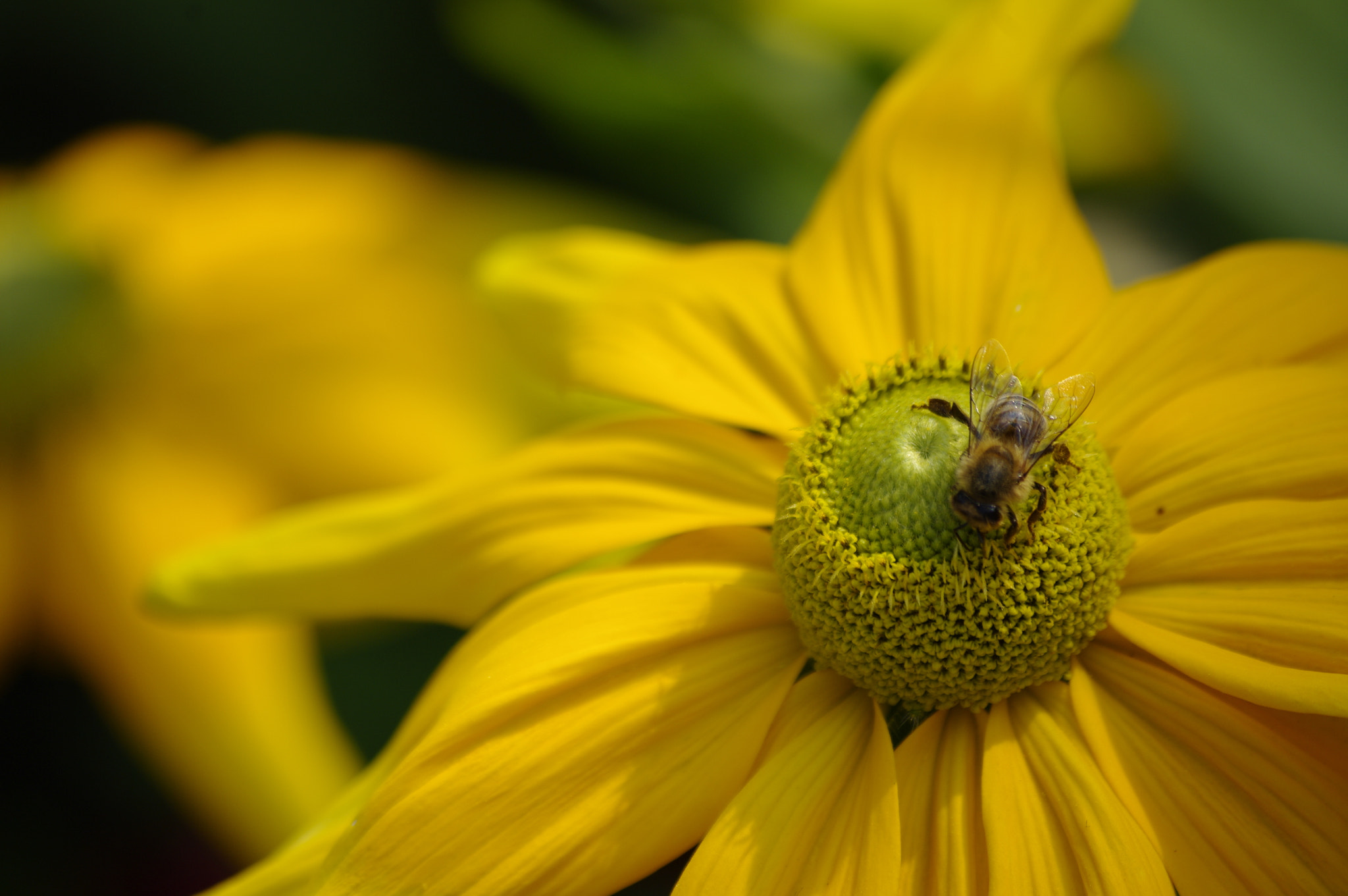 Pentax smc DA 50-200mm F4-5.6 ED WR sample photo. K photography