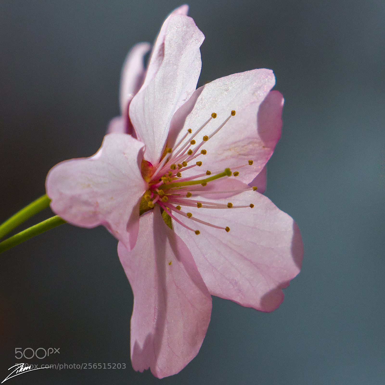 Nikon D500 sample photo. In the sun photography
