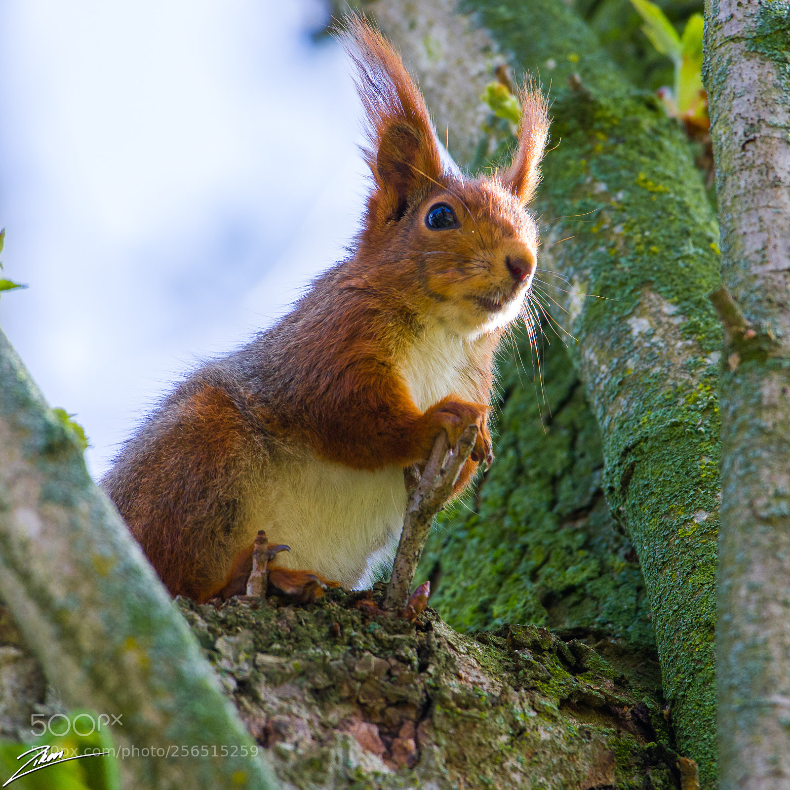 Nikon D500 sample photo. Squirrel photography