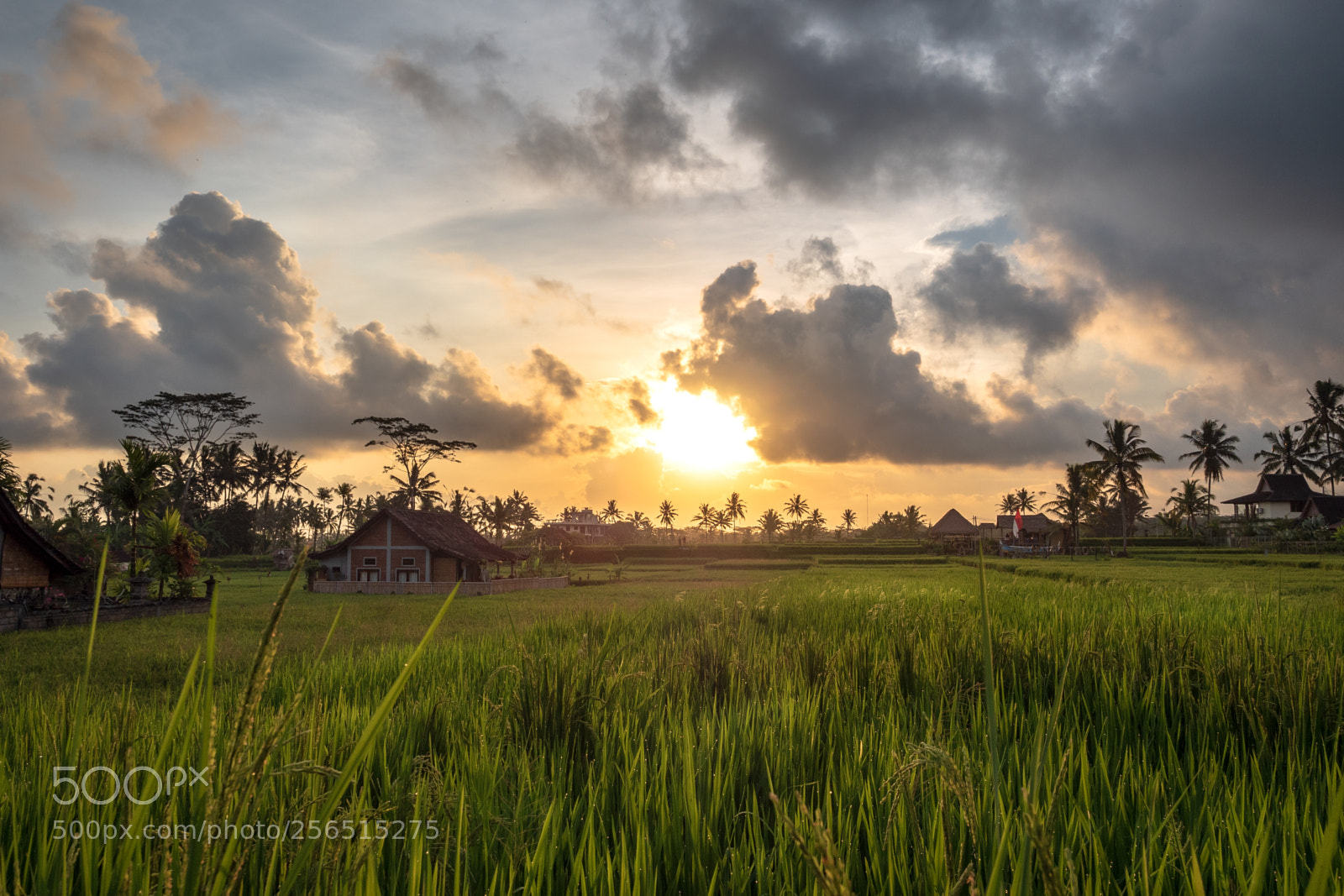 Olympus OM-D E-M5 II sample photo. Sunset in ubud, indonesia photography