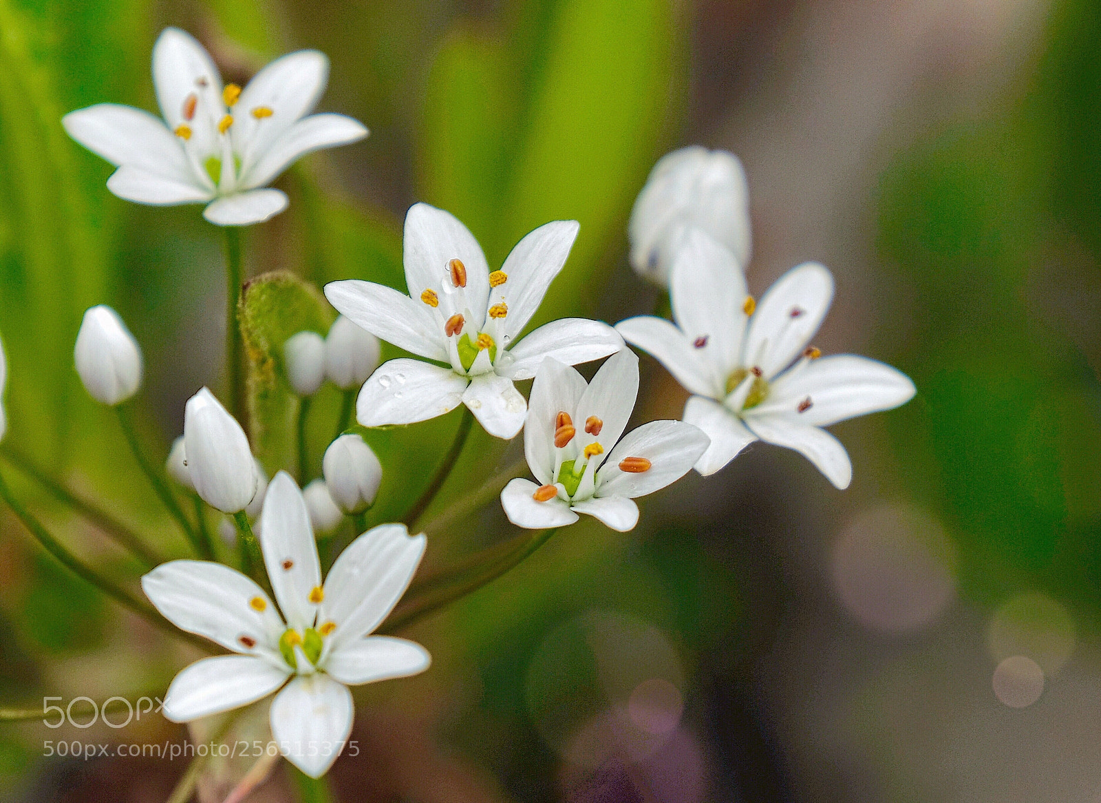 Fujifilm X-Pro2 sample photo. Mt. etna little flowers photography