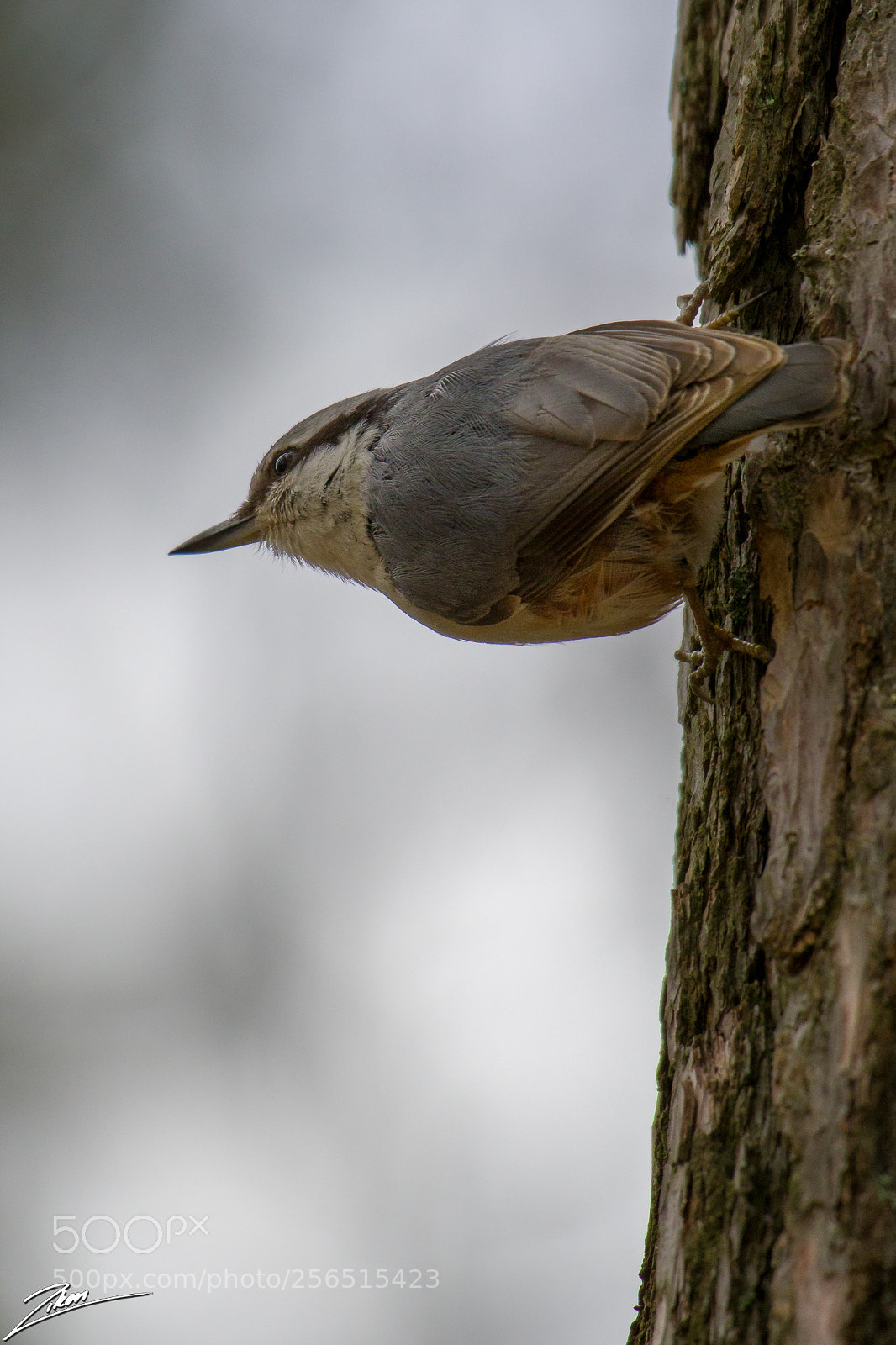 Nikon D500 sample photo. Nuthatch photography
