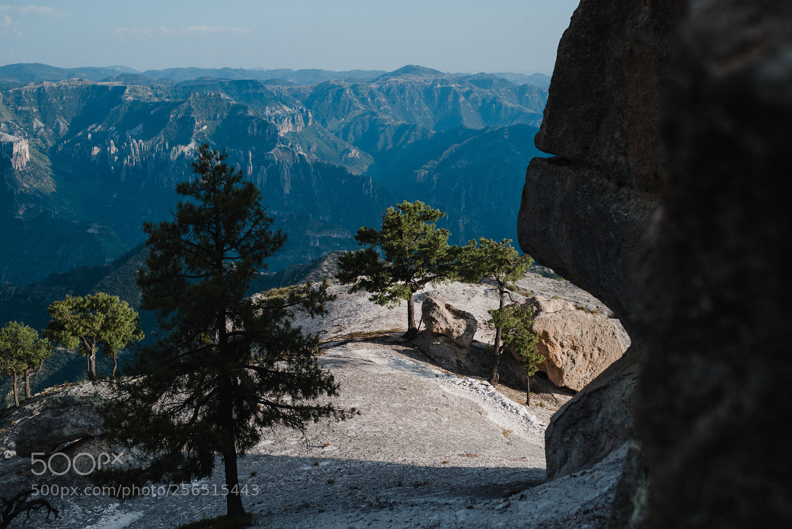 Nikon D810 sample photo. Trees with a view photography