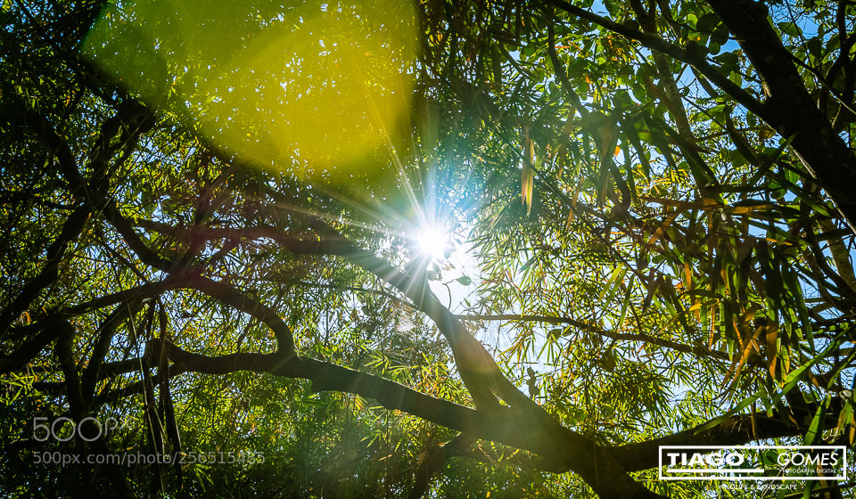 Nikon D7100 sample photo. Raios de vida photography