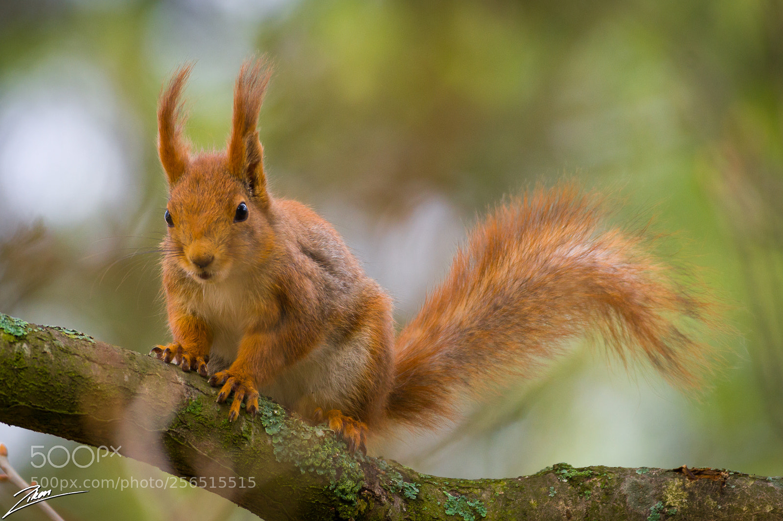 Nikon D500 sample photo. Redsqurrel photography