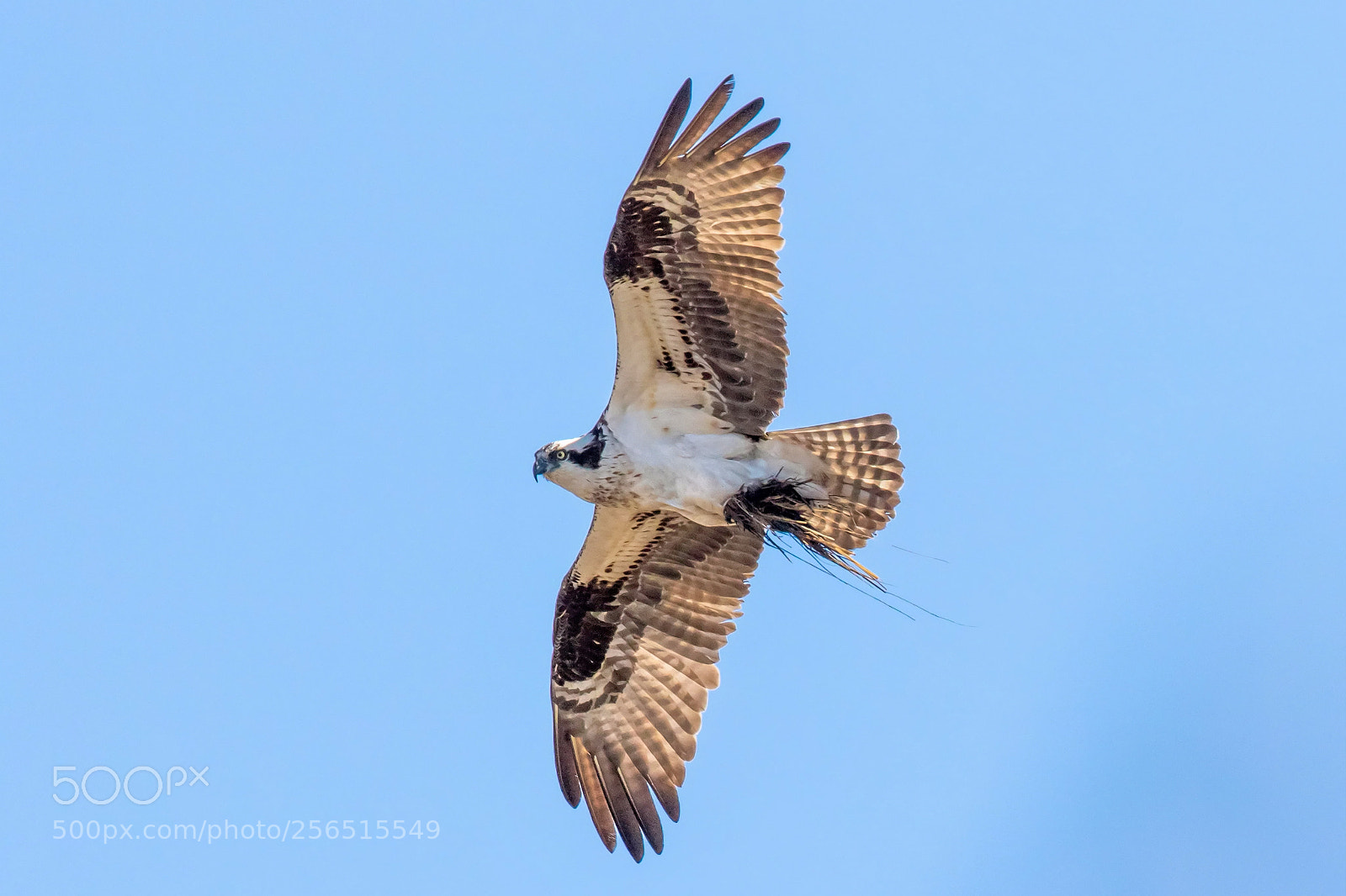 Canon EOS 7D Mark II sample photo. Osprey fly by photography