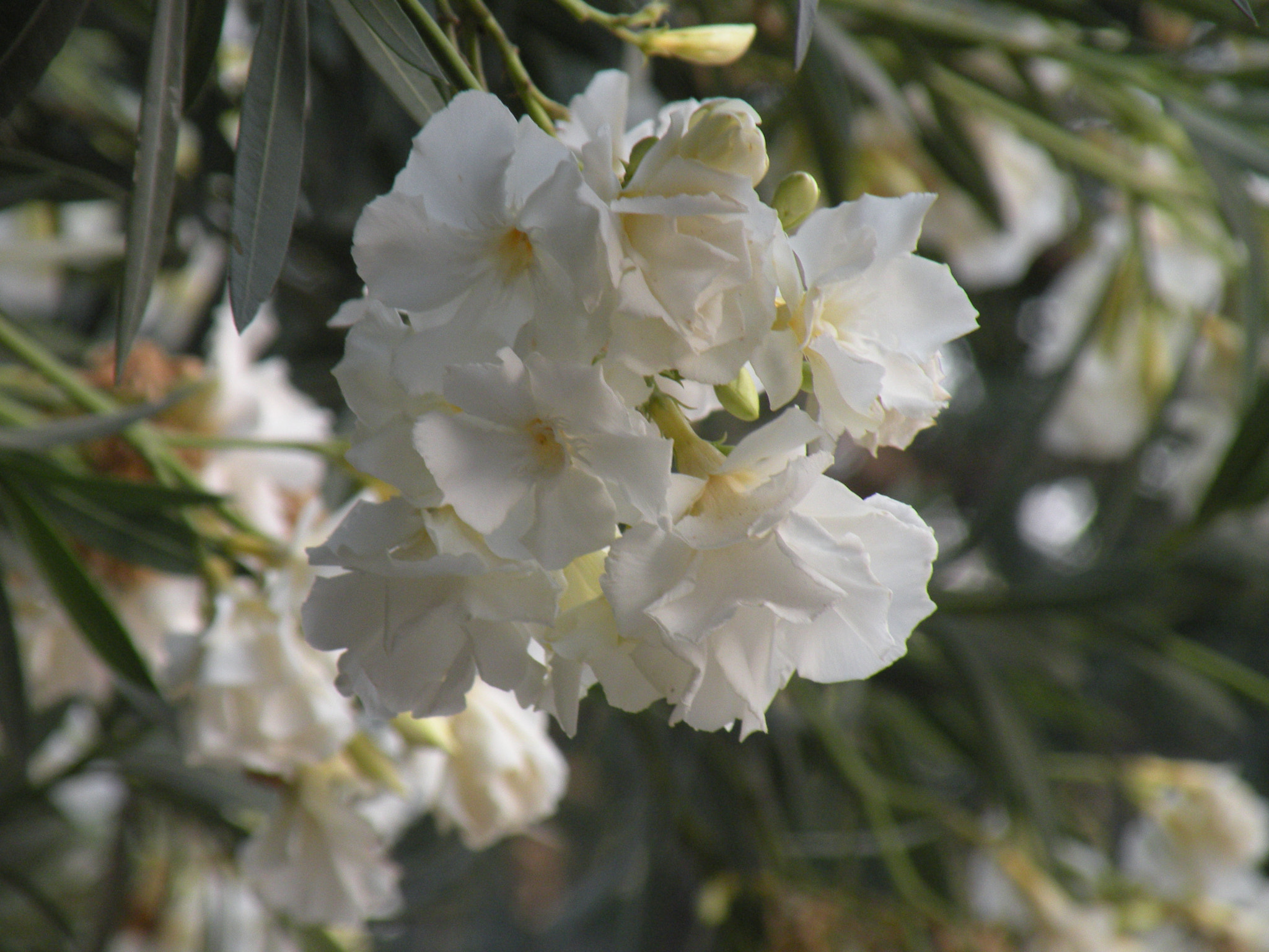 Nikon Coolpix P80 sample photo. ....... photography