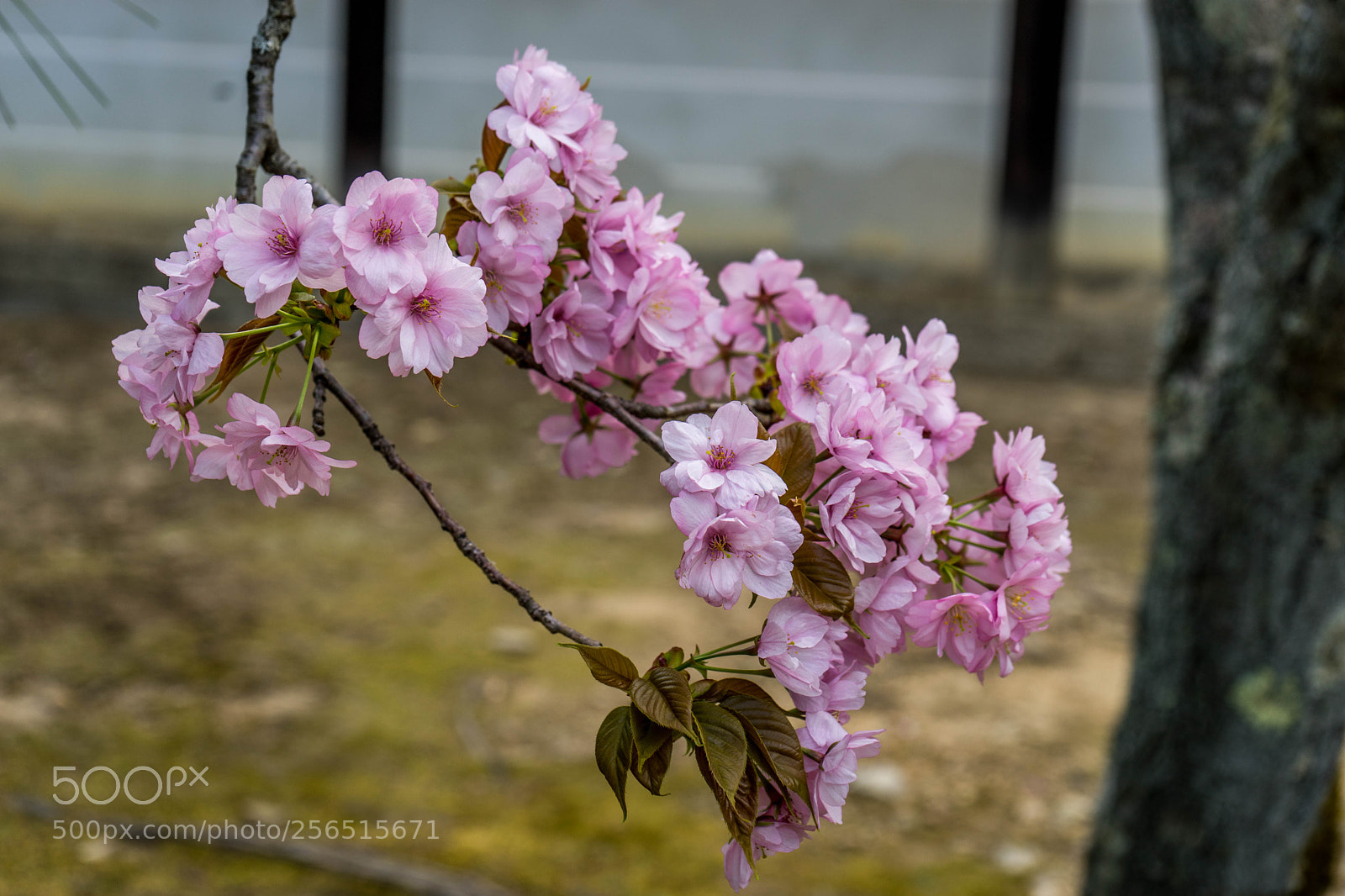 Sony a7 sample photo. Cherry blossoms in april photography