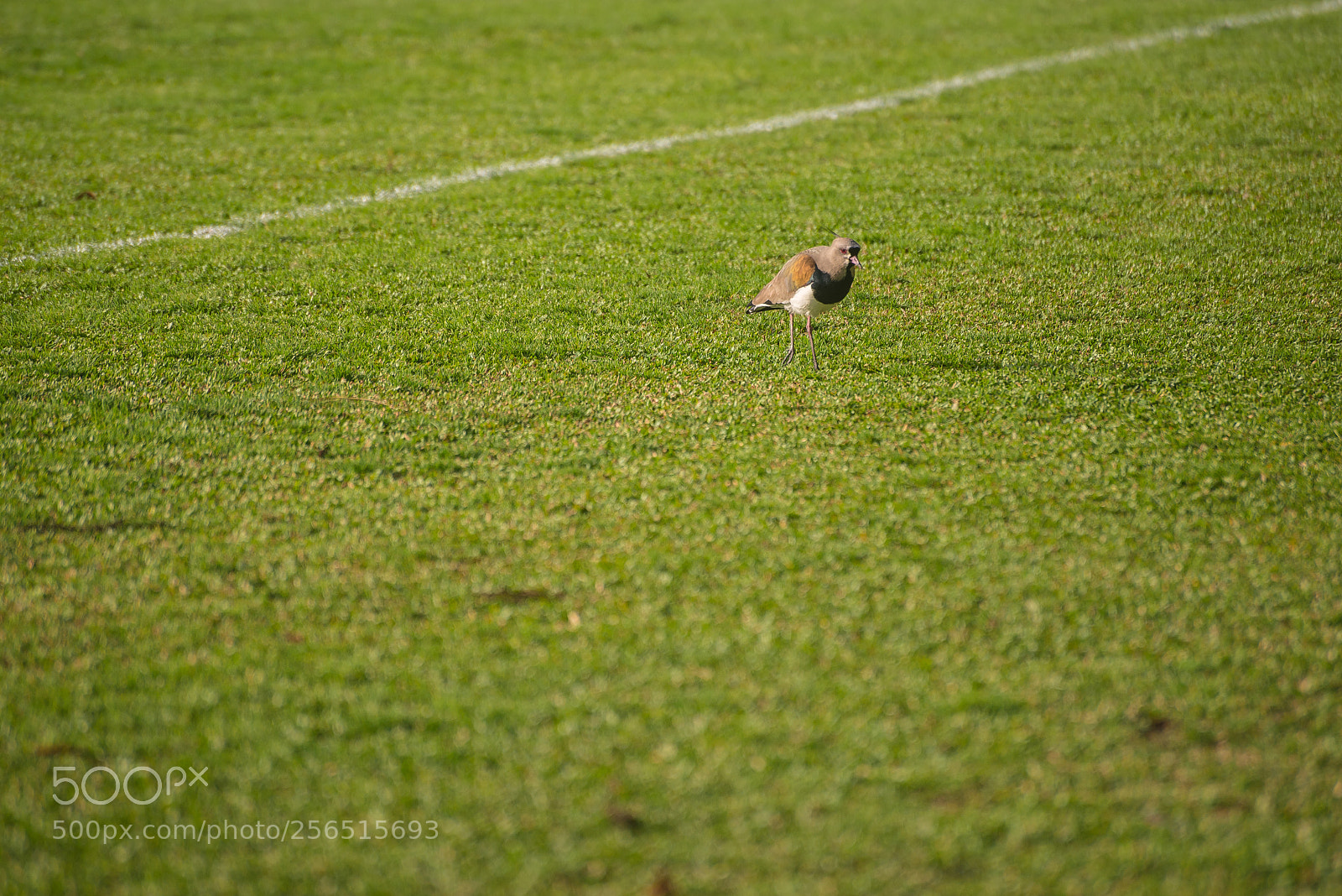 Nikon D610 sample photo. Walking bird photography