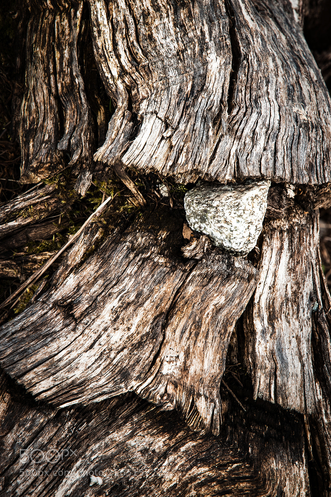 Nikon D5500 sample photo. Stone in the wood photography