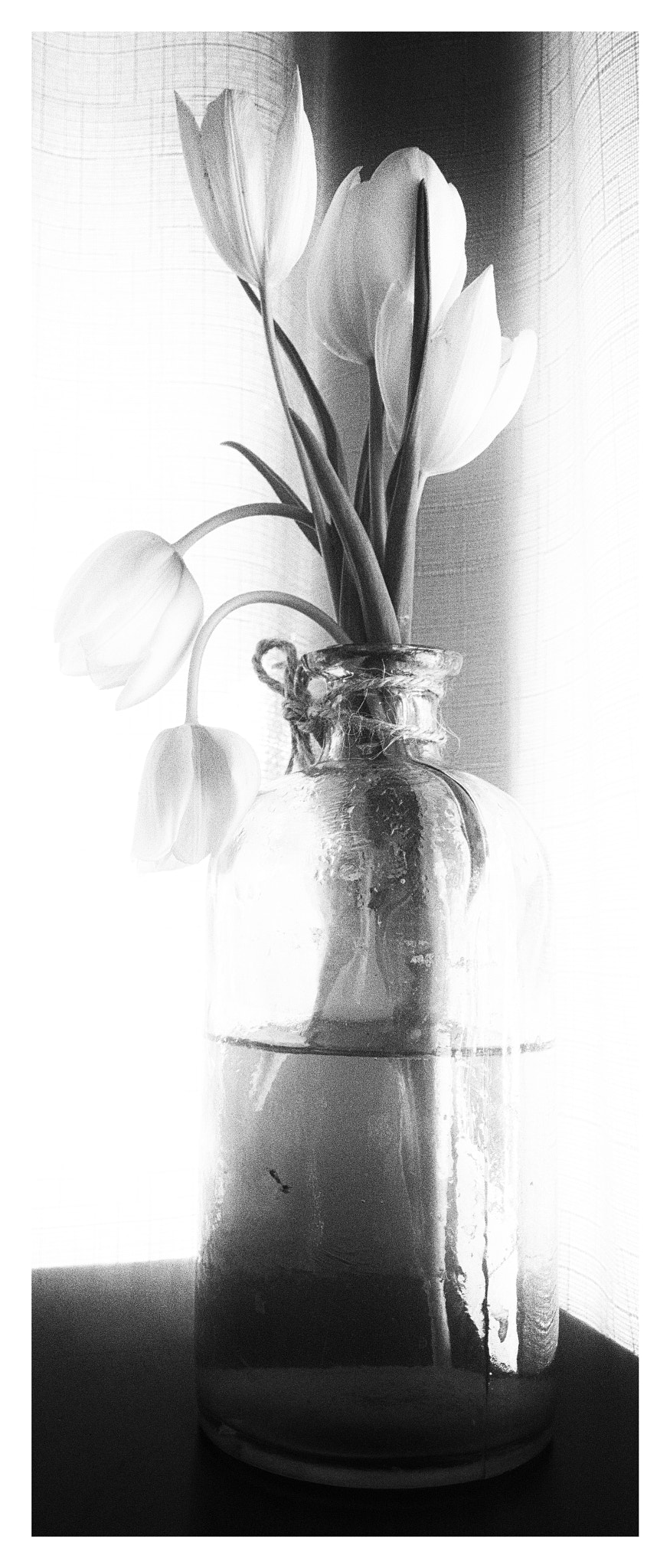 Nokia Lumia 1520 sample photo. Flowers photography