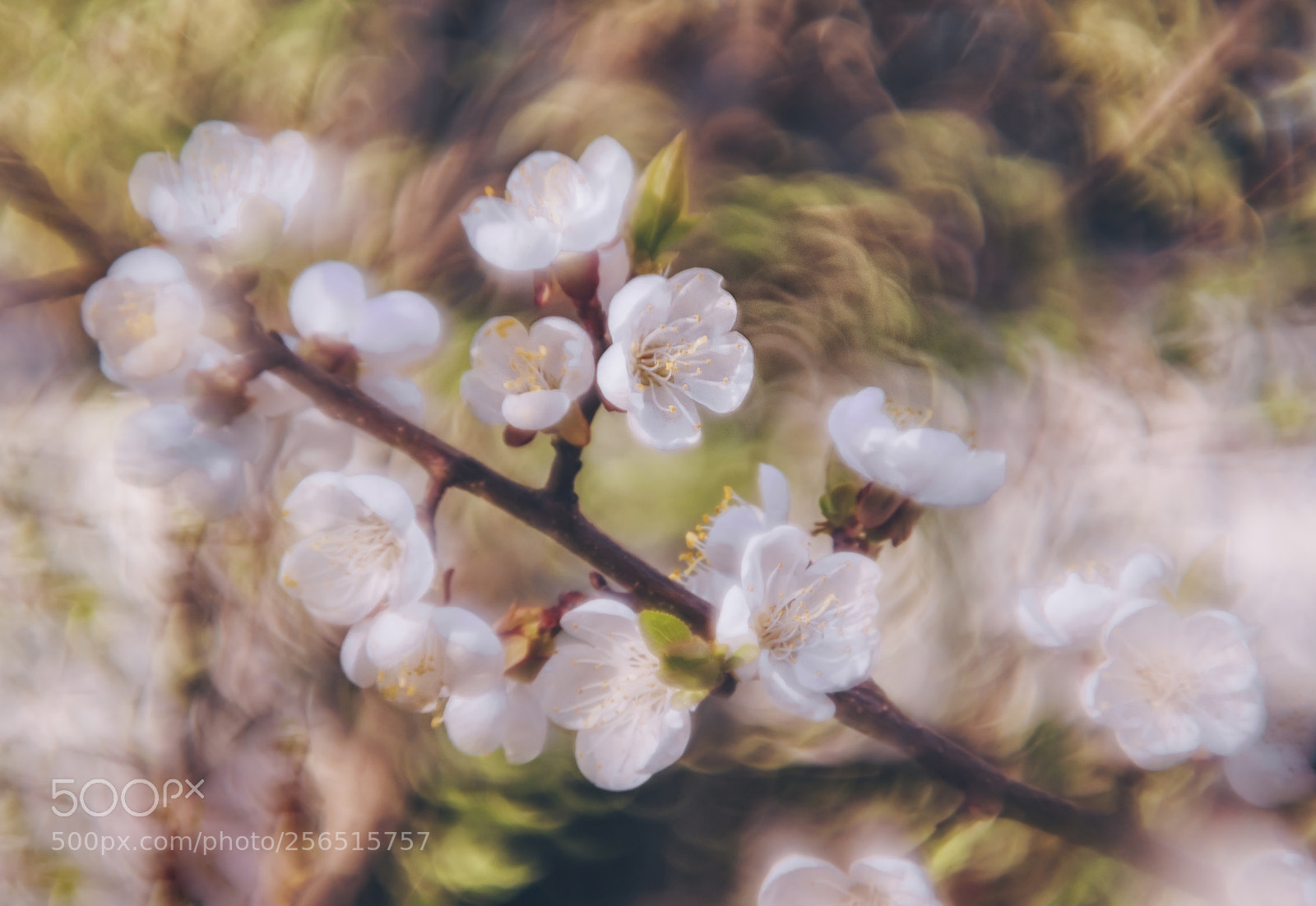 Nikon D3100 sample photo. Spring flowers photography