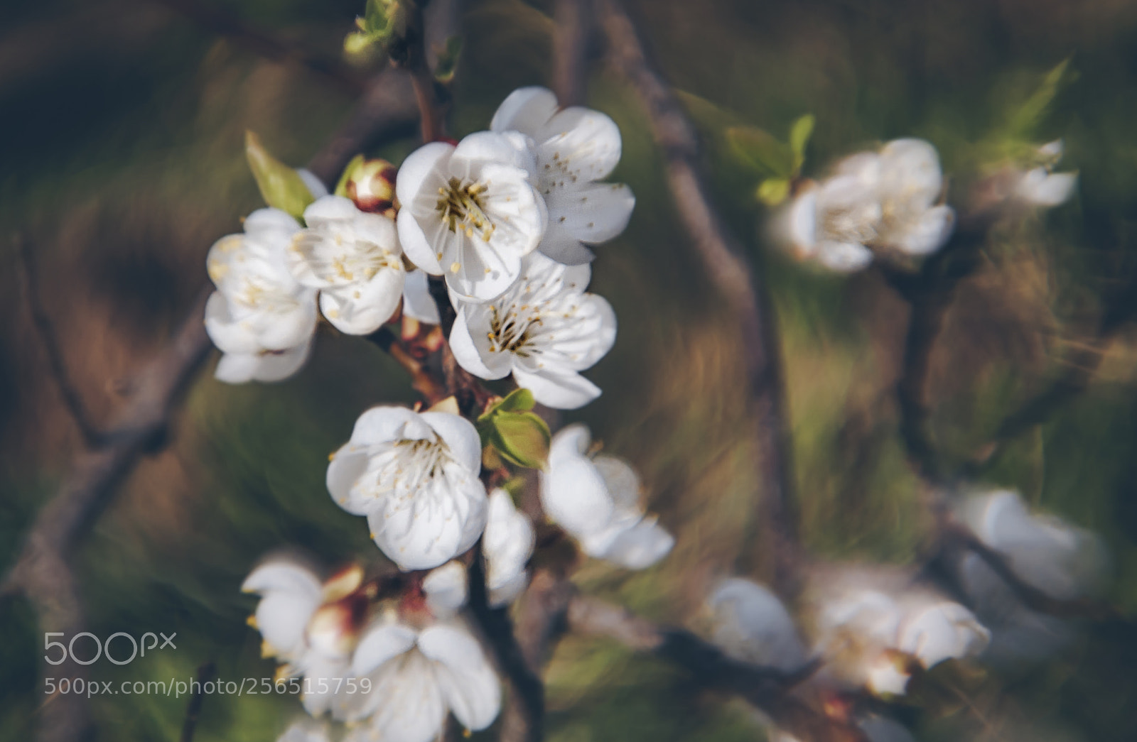 Nikon D3100 sample photo. Spring flowers photography