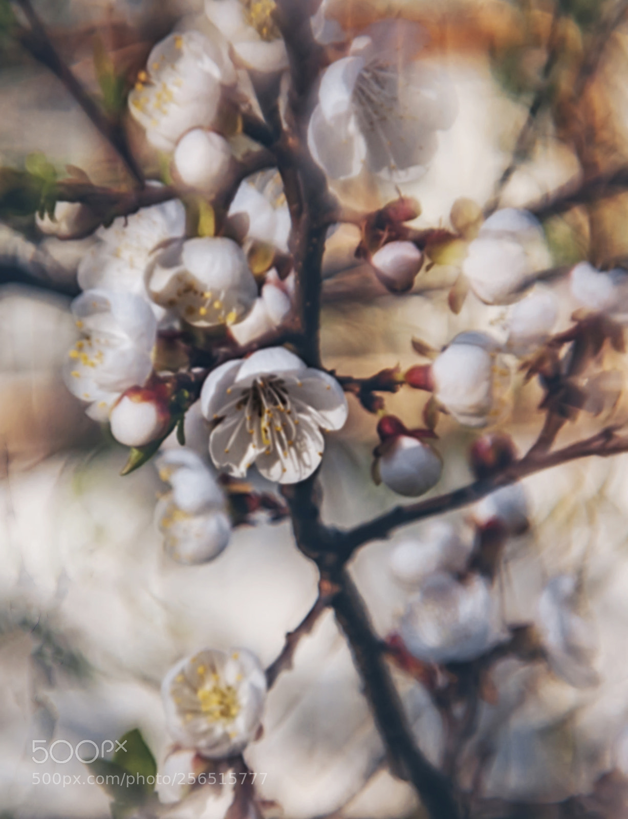 Nikon D3100 sample photo. Spring flowers photography