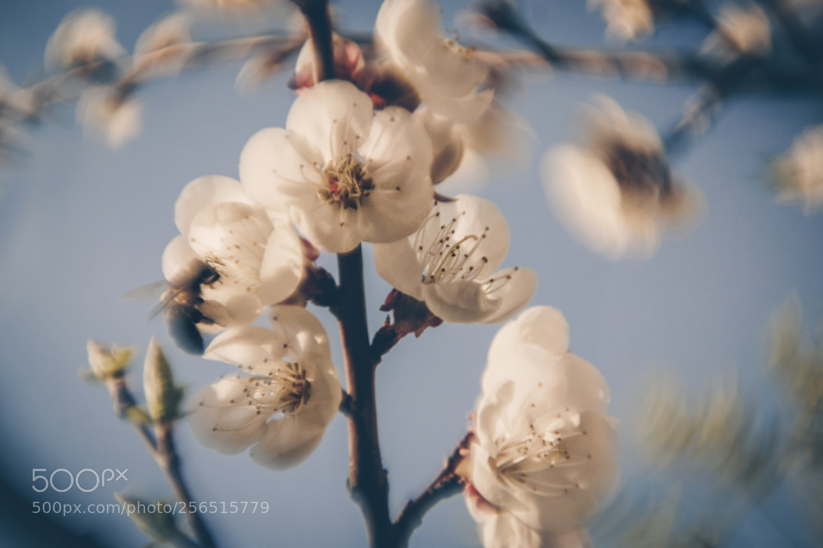 Nikon D3100 sample photo. Spring flowers photography