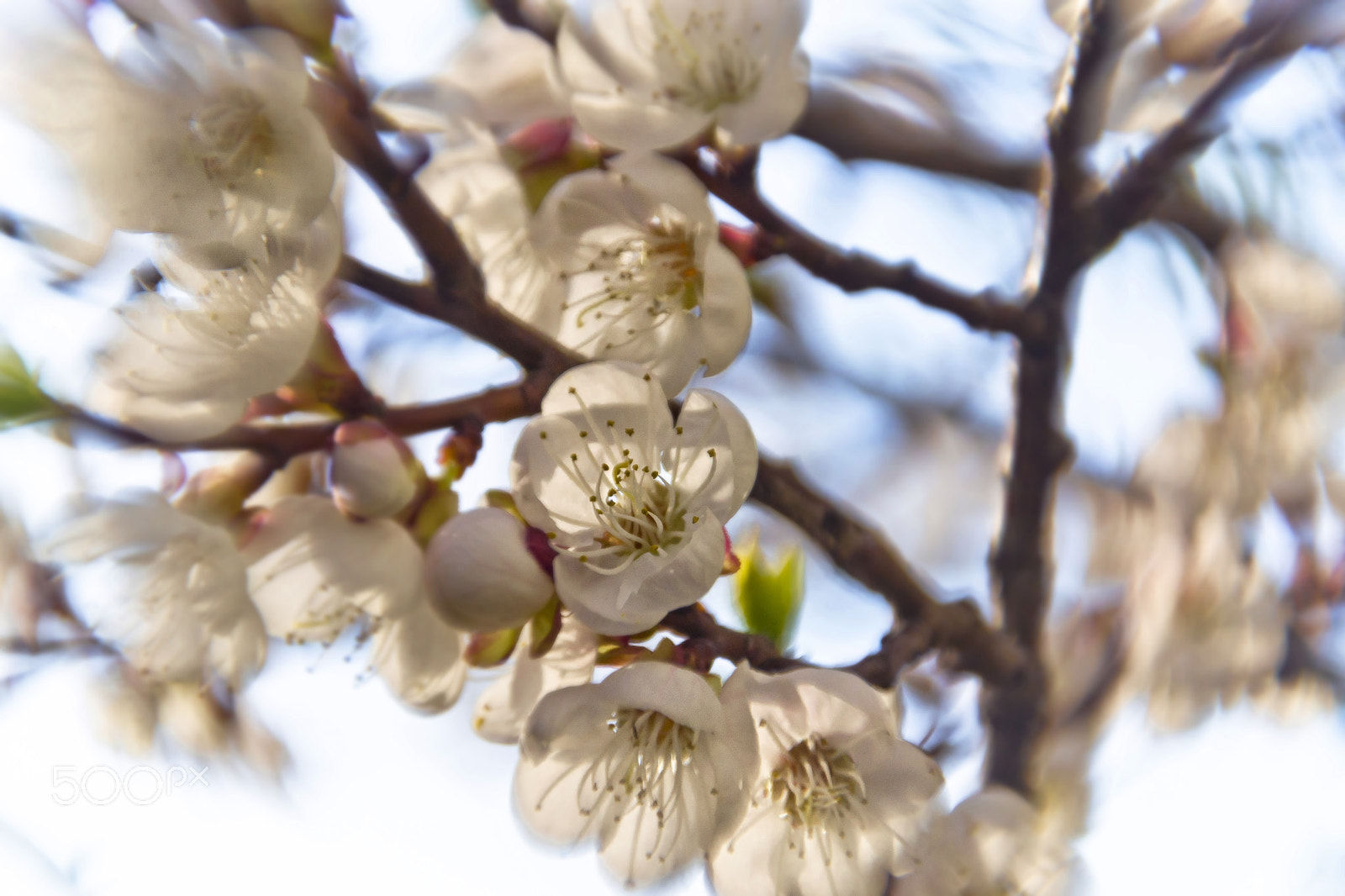 Nikon D3100 sample photo. Spring flowers photography