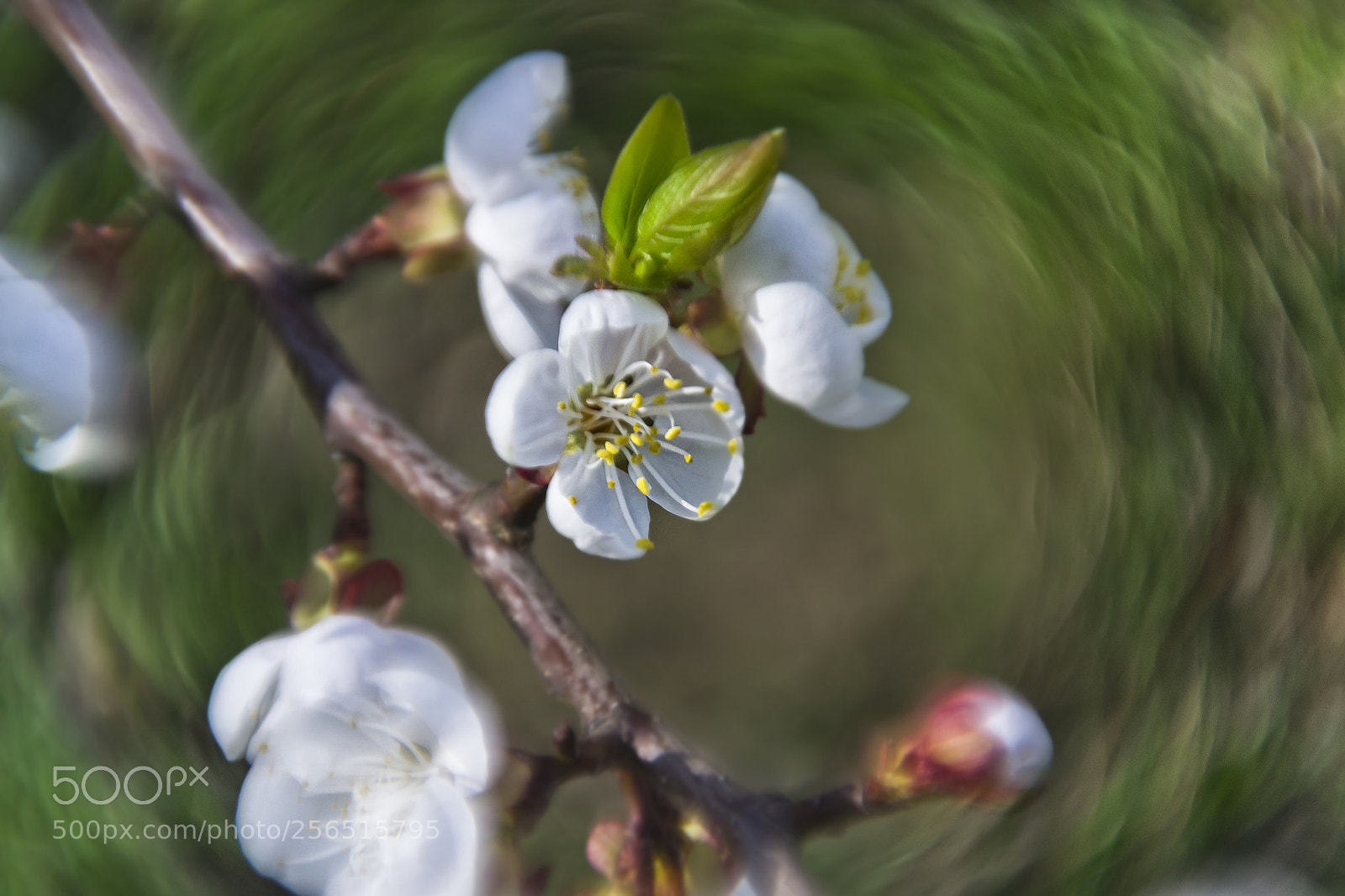 Nikon D3100 sample photo. Spring flowers photography