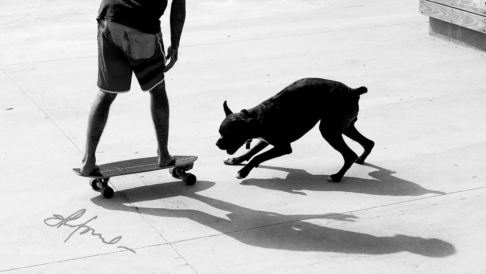 Olympus OM-D E-M5 II sample photo. Dog photography
