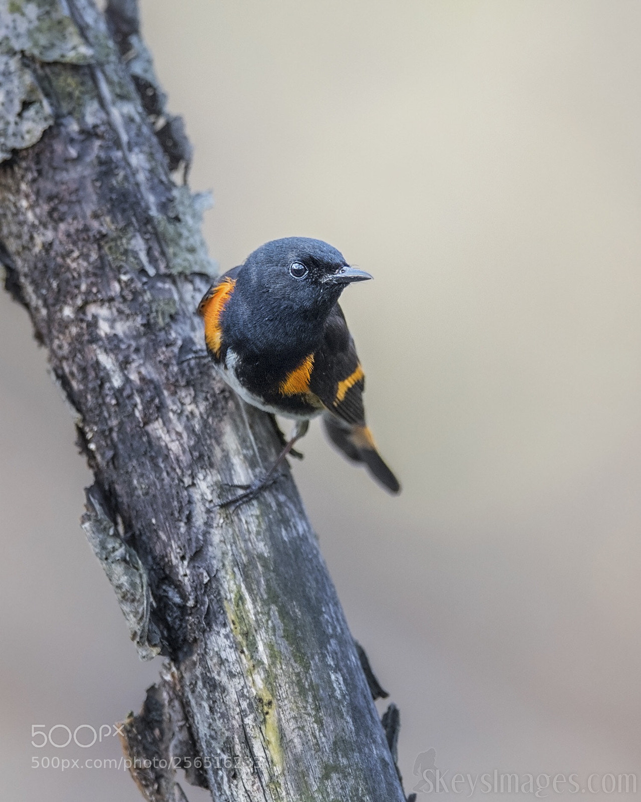 Nikon D500 sample photo. Redstart
 photography