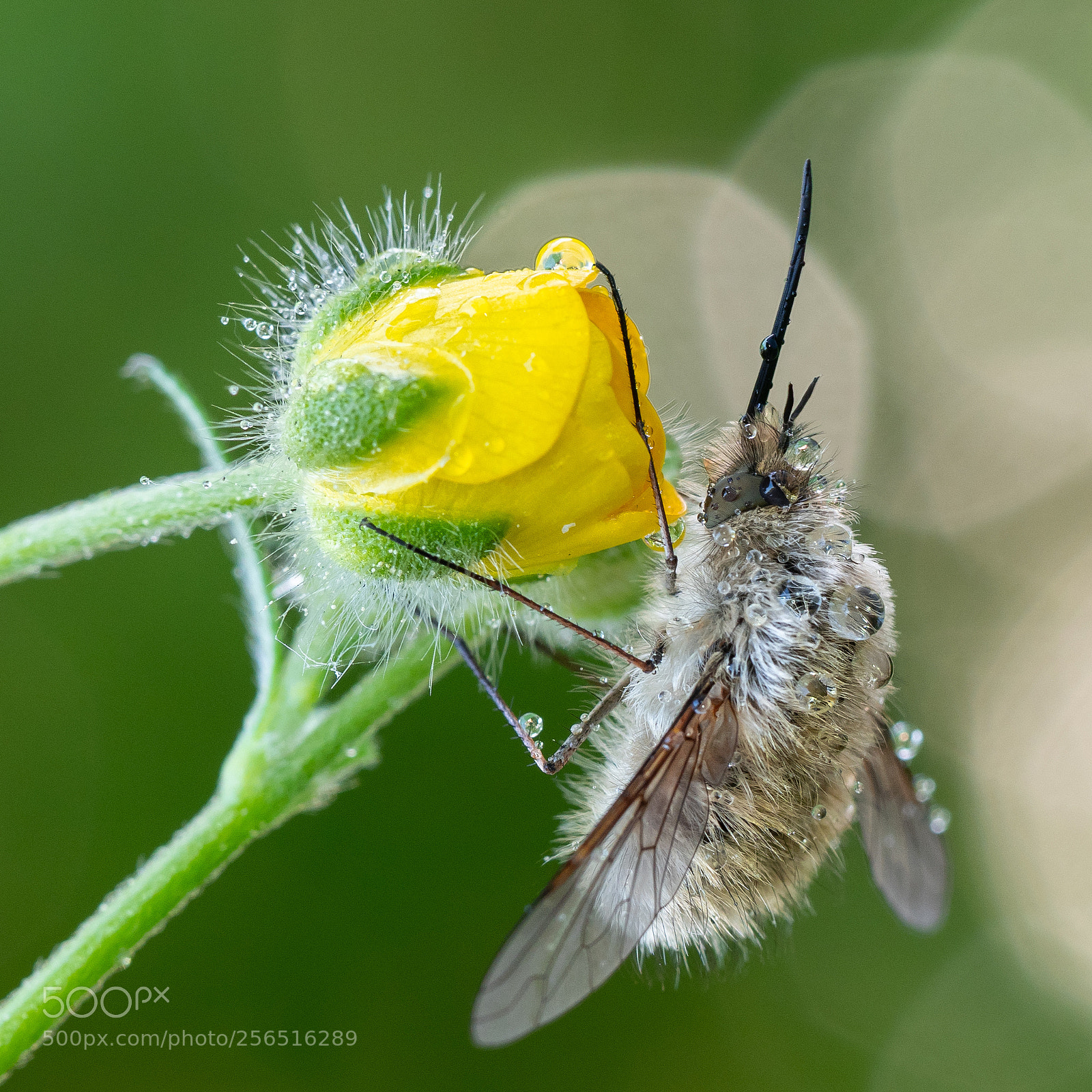 Olympus OM-D E-M1 Mark II sample photo. Wolli photography