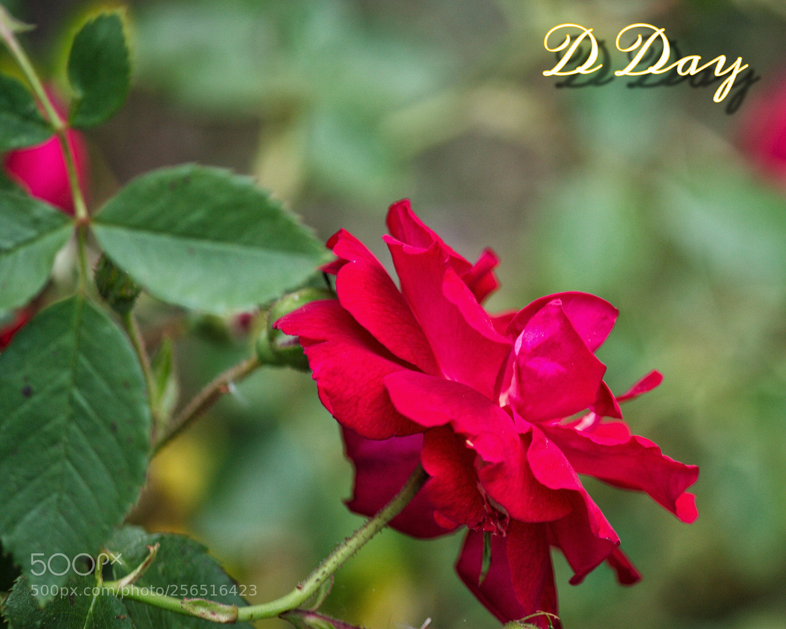 Canon EOS 1100D (EOS Rebel T3 / EOS Kiss X50) sample photo. Side rose photography